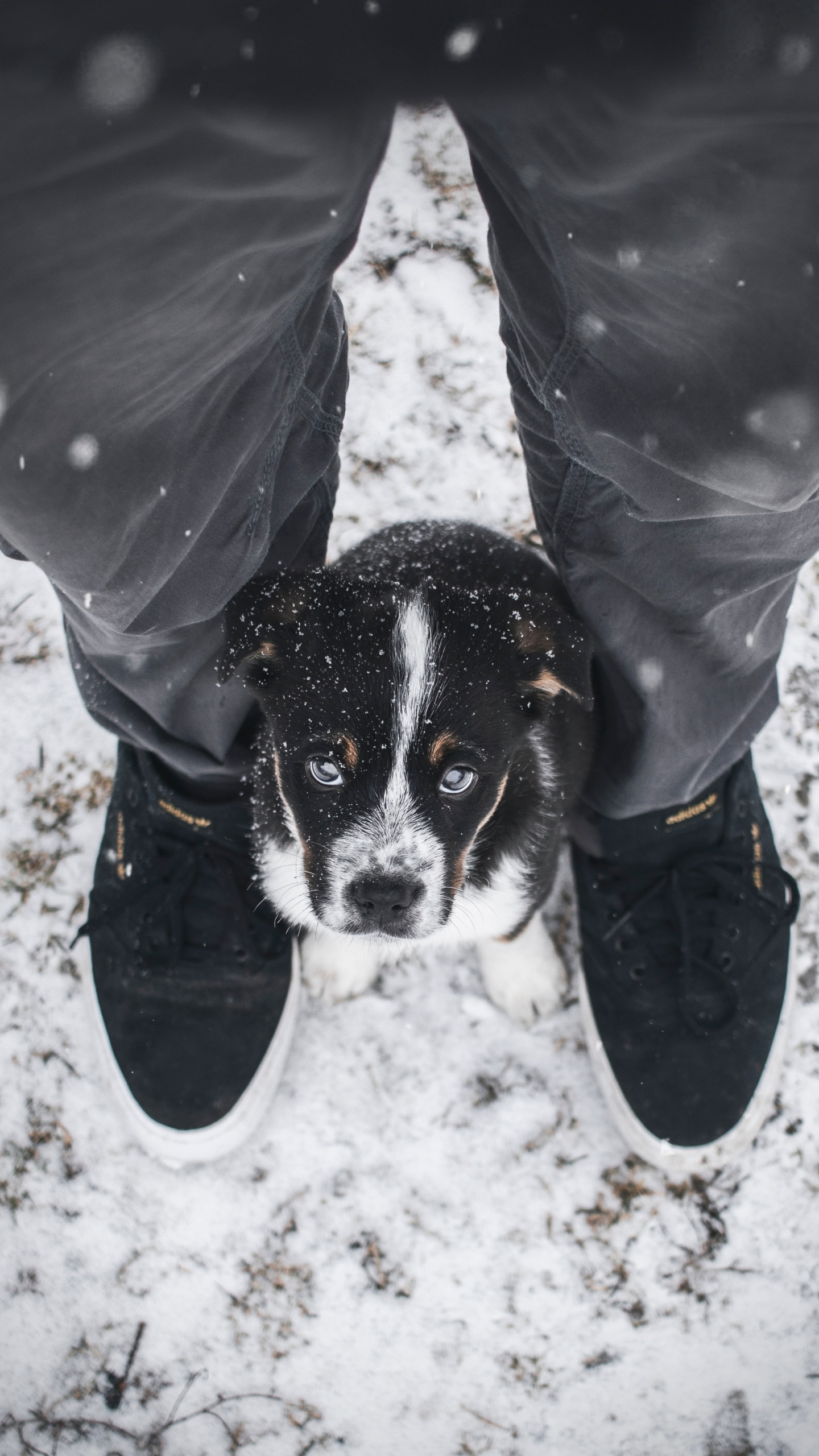 Person in Grauer Jacke Und Blauer Jeans Mit Schwarz-weißem, Kurzhaarigem Kleinen Hund. Wallpaper in 1440x2560 Resolution