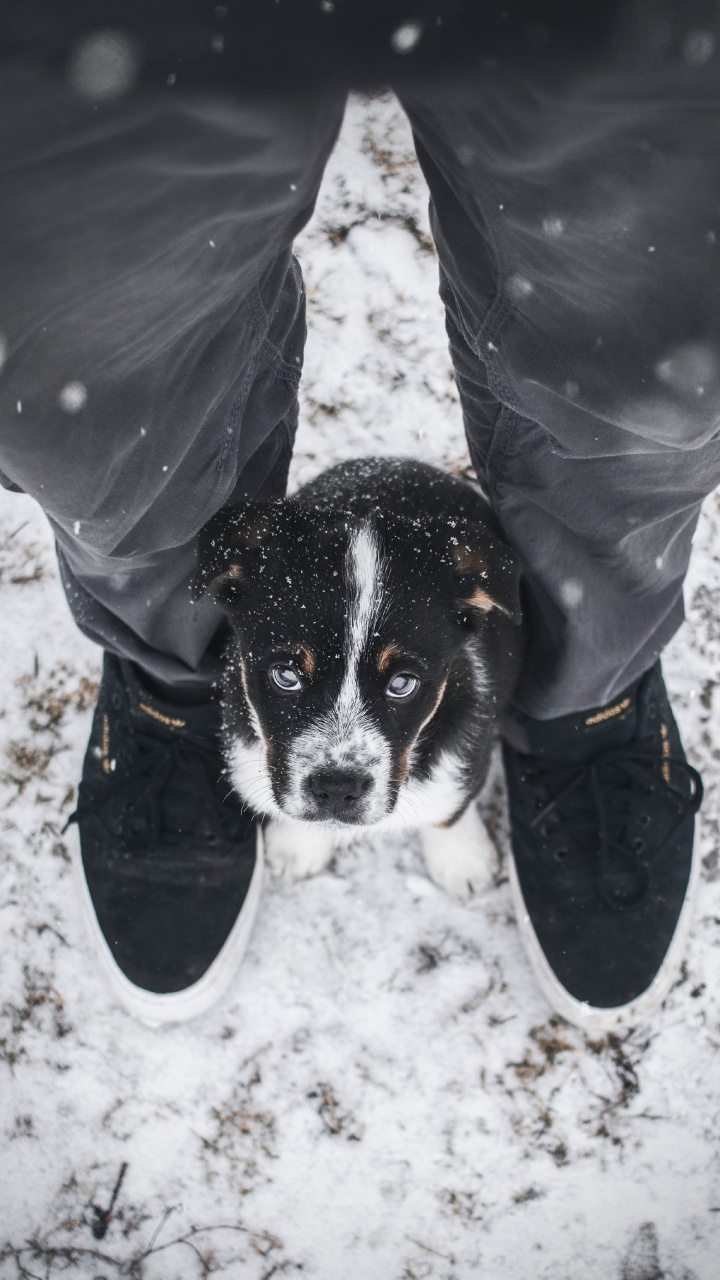 Person in Grauer Jacke Und Blauer Jeans Mit Schwarz-weißem, Kurzhaarigem Kleinen Hund. Wallpaper in 720x1280 Resolution