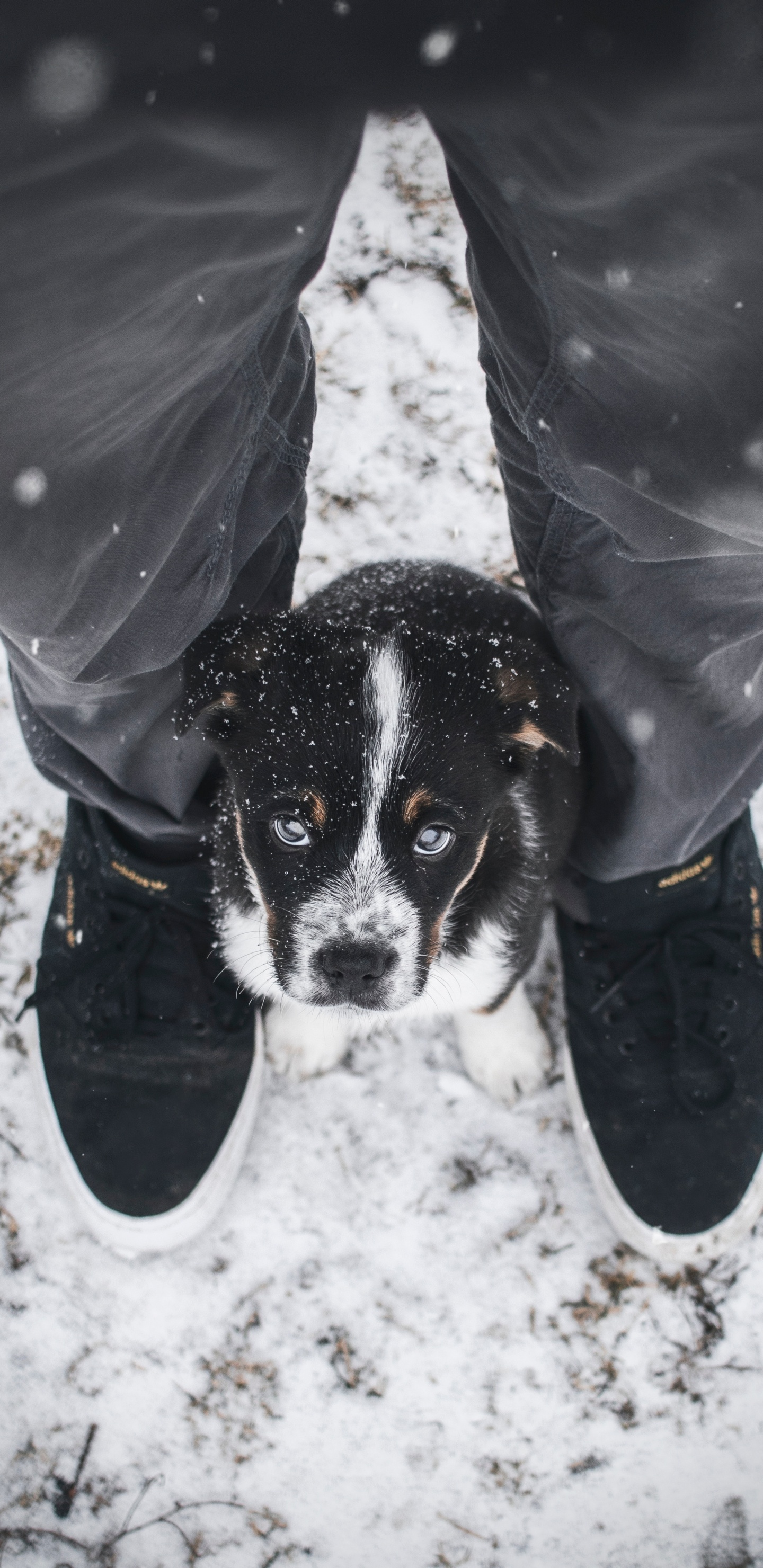 Persona Con Chaqueta Gris y Pantalones Vaqueros Azules Con Perro Pequeño de Pelo Corto Blanco y Negro. Wallpaper in 1440x2960 Resolution
