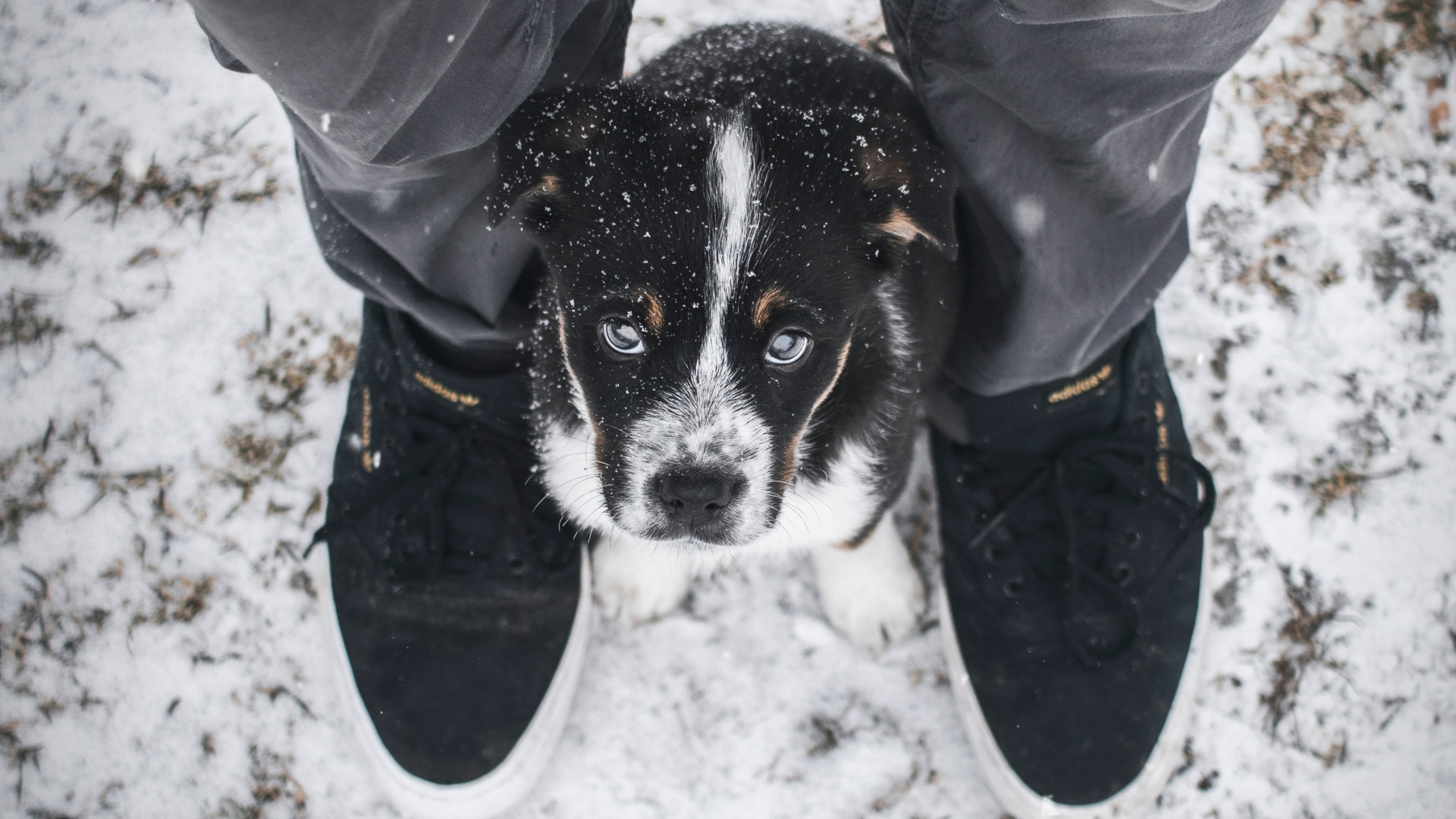 Person in Gray Jacket and Blue Denim Jeans With Black and White Short Coated Small Dog. Wallpaper in 1920x1080 Resolution
