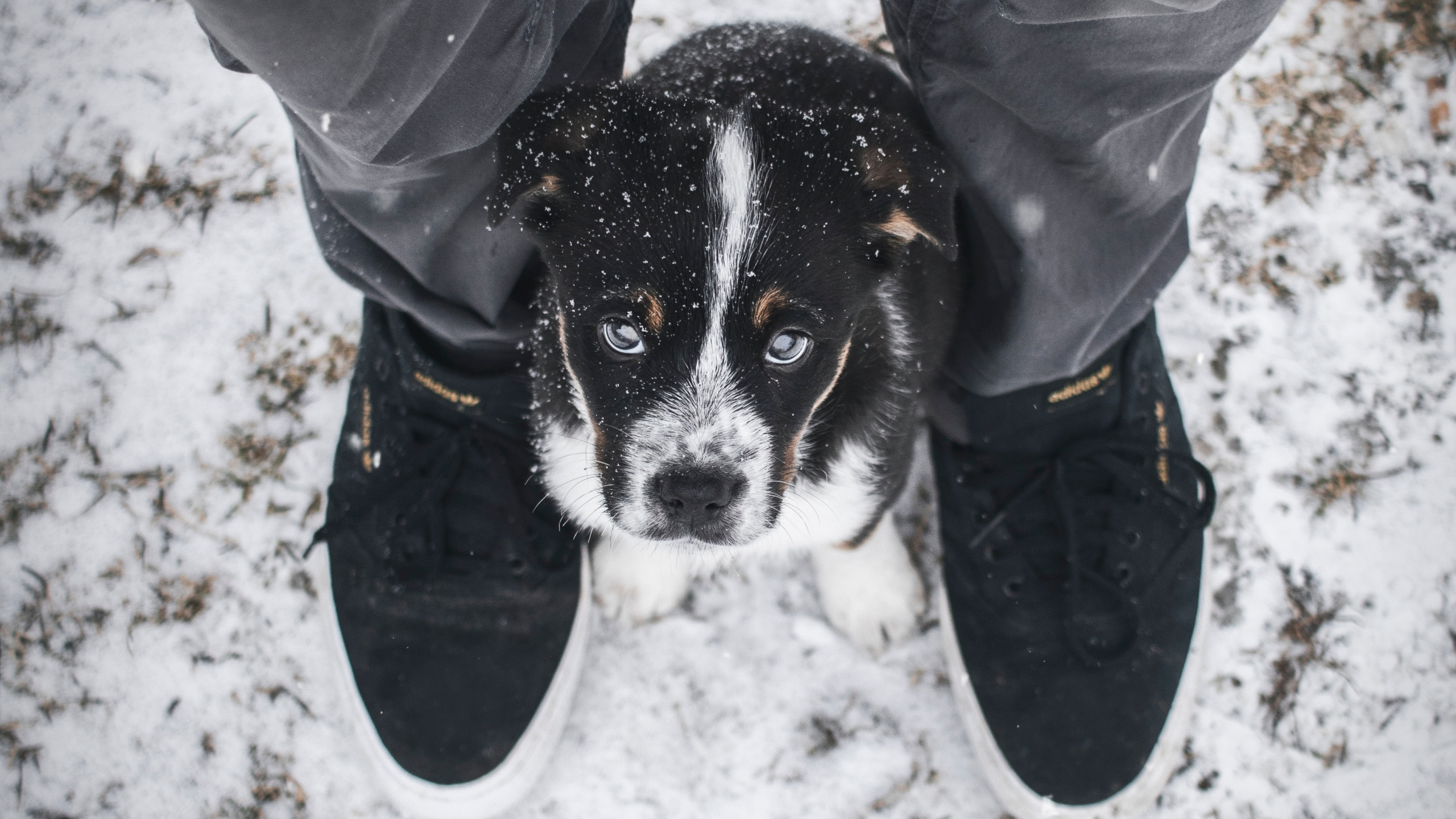 Person in Gray Jacket and Blue Denim Jeans With Black and White Short Coated Small Dog. Wallpaper in 2560x1440 Resolution