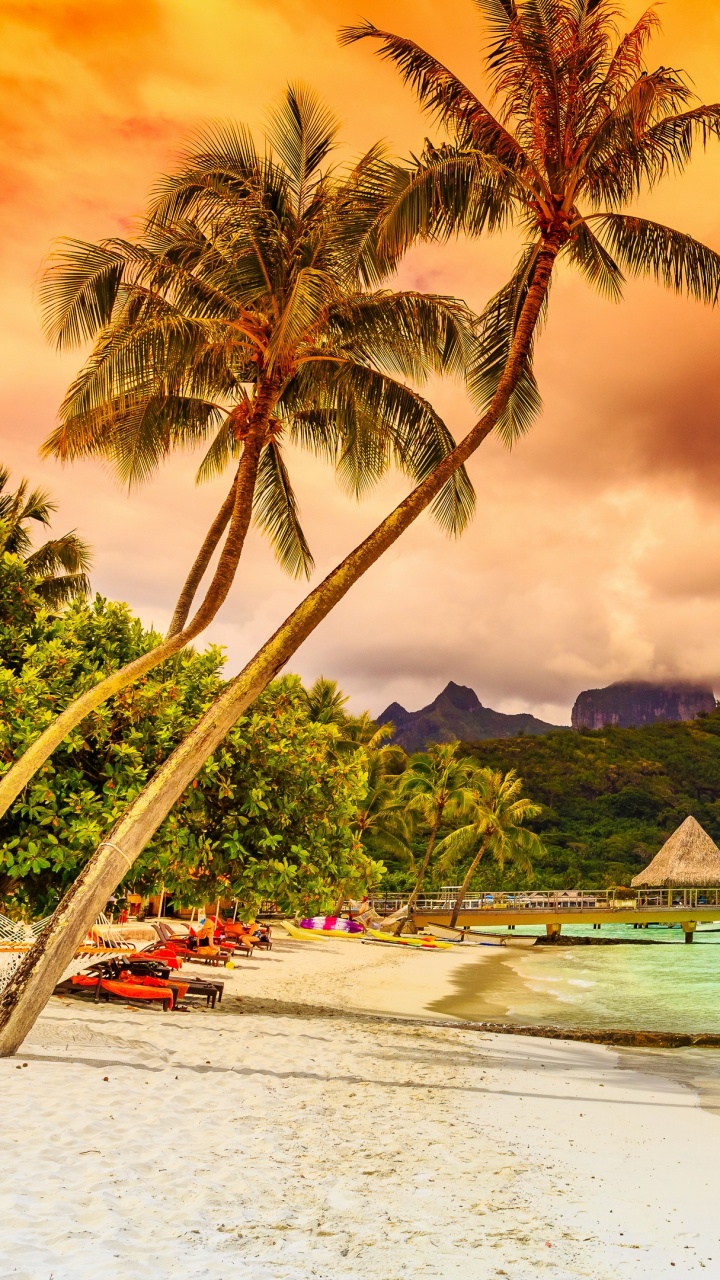 Grüne Palmen in Der Nähe Von Gewässern Während Des Sonnenuntergangs. Wallpaper in 720x1280 Resolution