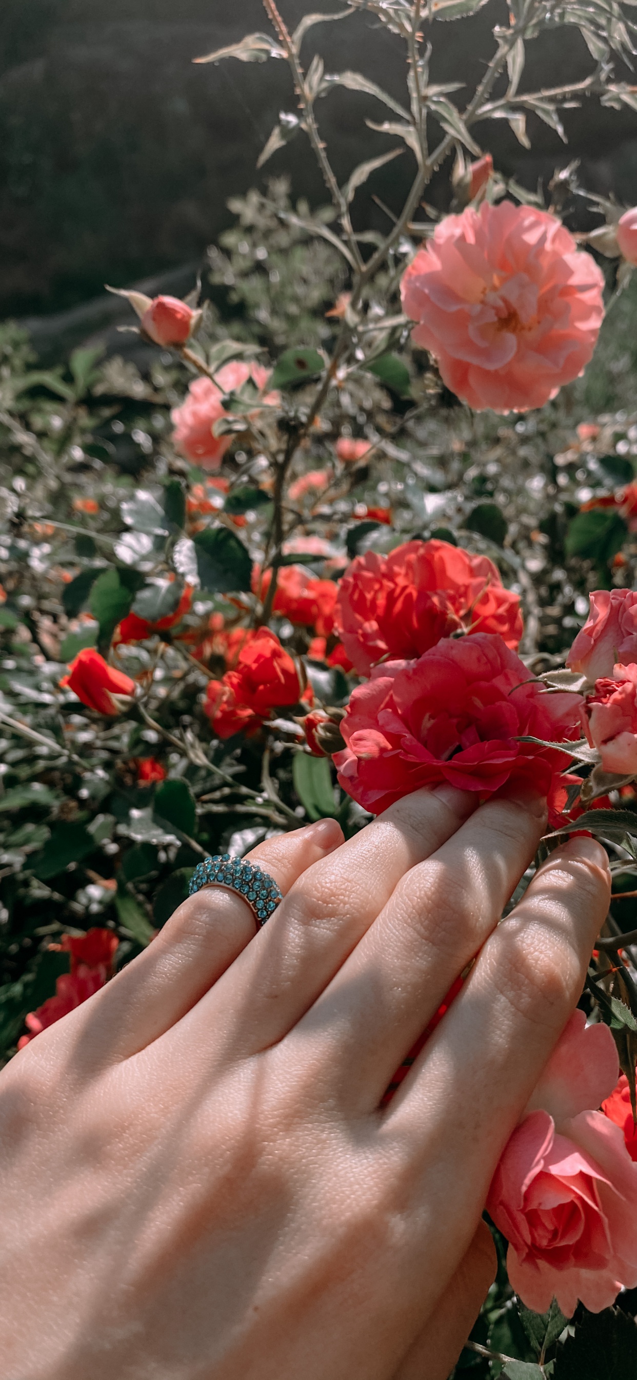 Garden Roses, Floral Design, Rose, Cut Flowers, Rose Family. Wallpaper in 1242x2688 Resolution