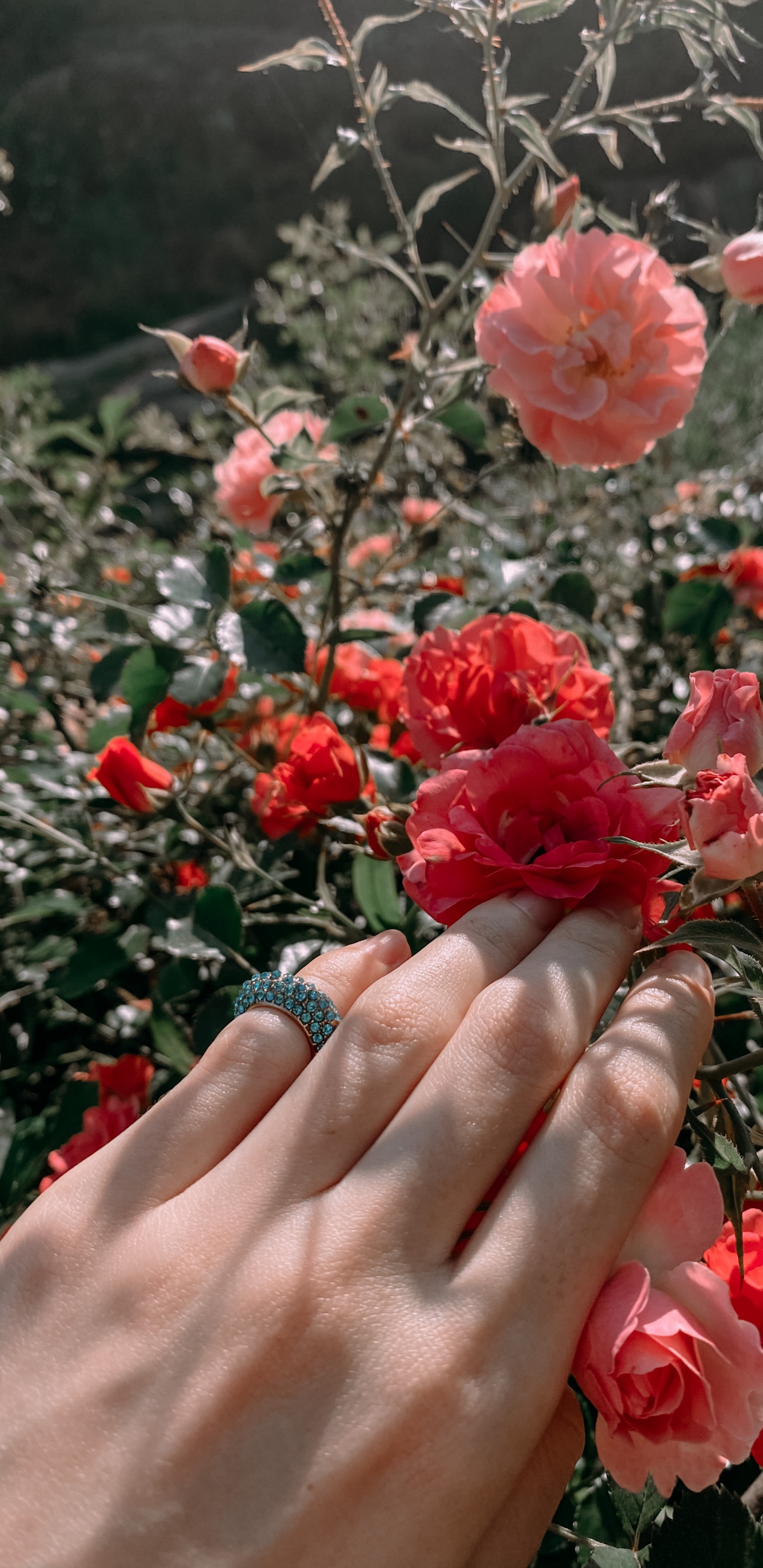 Garden Roses, Floral Design, Rose, Cut Flowers, Rose Family. Wallpaper in 1440x2960 Resolution