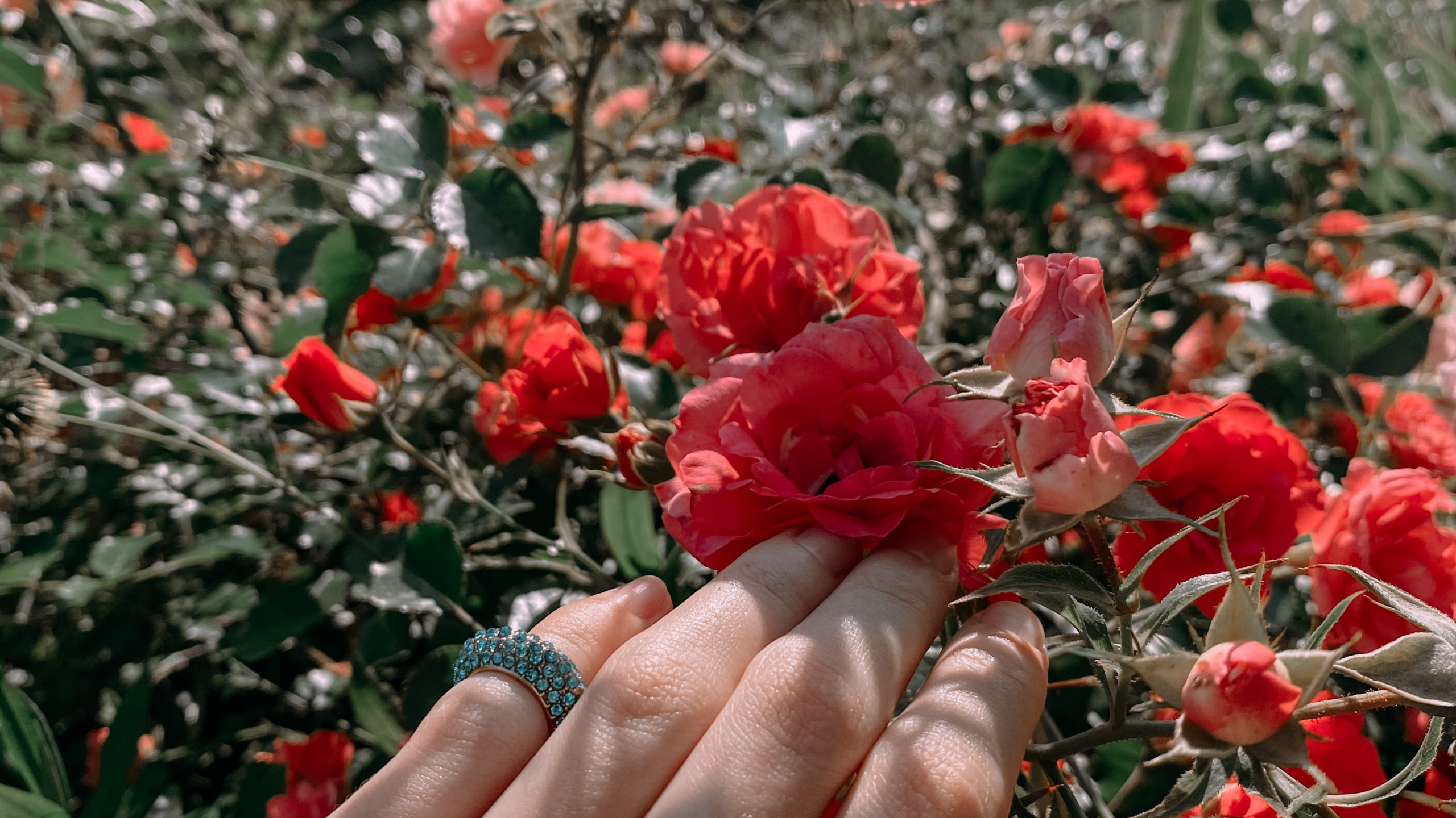 Garden Roses, Floral Design, Rose, Cut Flowers, Rose Family. Wallpaper in 2560x1440 Resolution