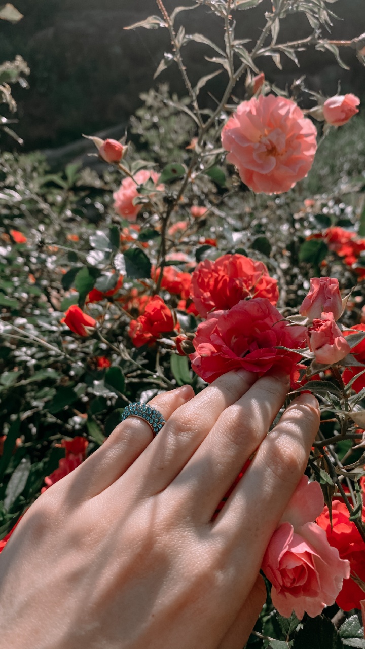 Garden Roses, Floral Design, Rose, Cut Flowers, Rose Family. Wallpaper in 720x1280 Resolution