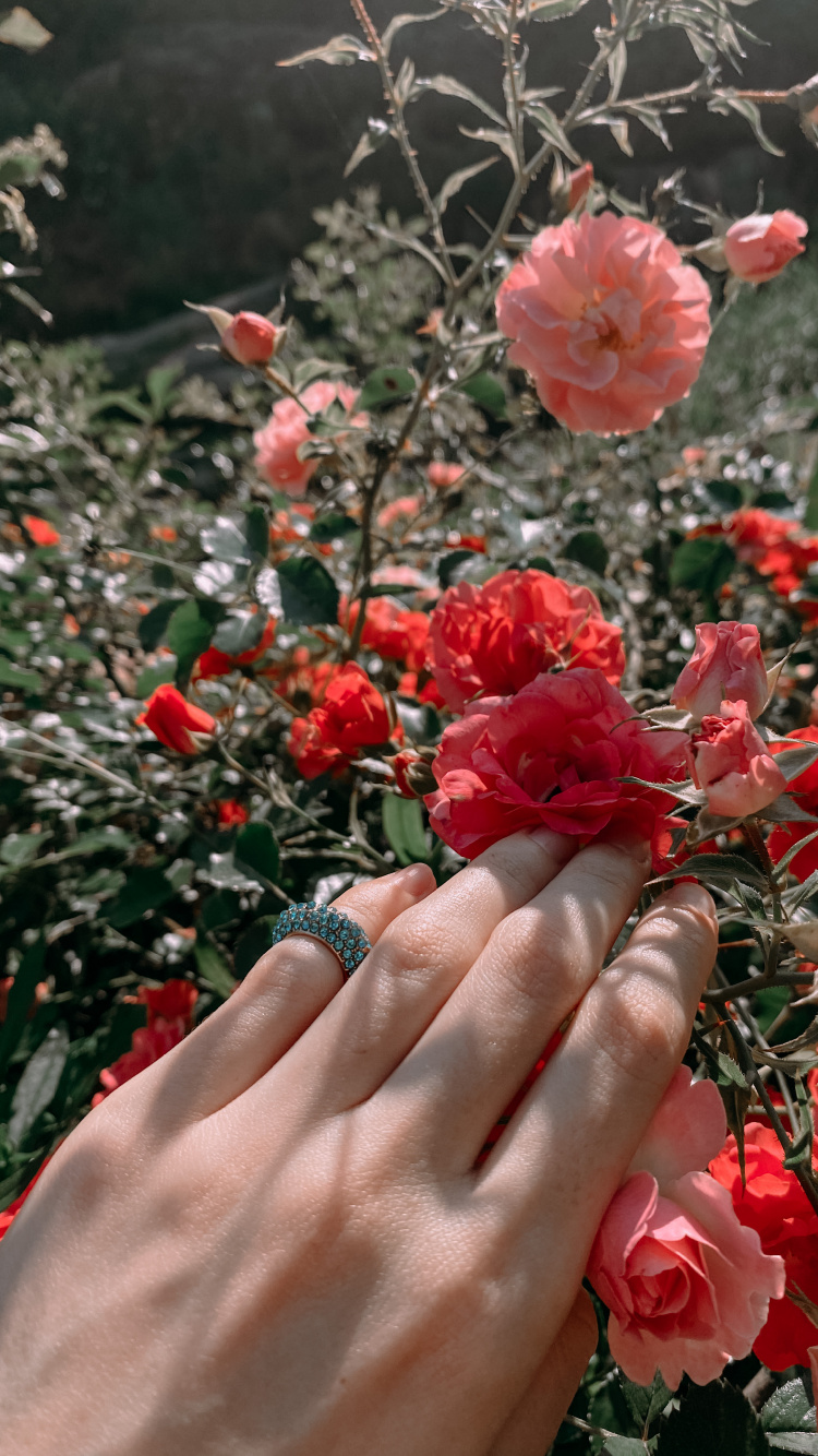 Garden Roses, Floral Design, Rose, Cut Flowers, Rose Family. Wallpaper in 750x1334 Resolution