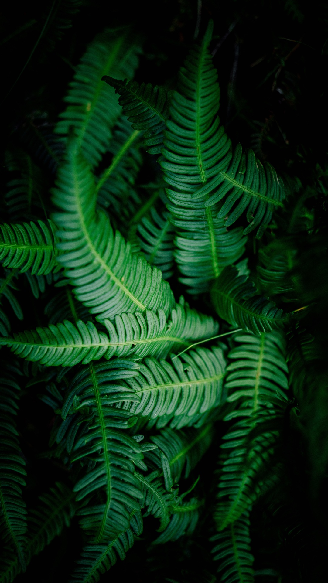 Fern, Terrestrial Plant, Green, Vegetation, Leaf. Wallpaper in 1080x1920 Resolution