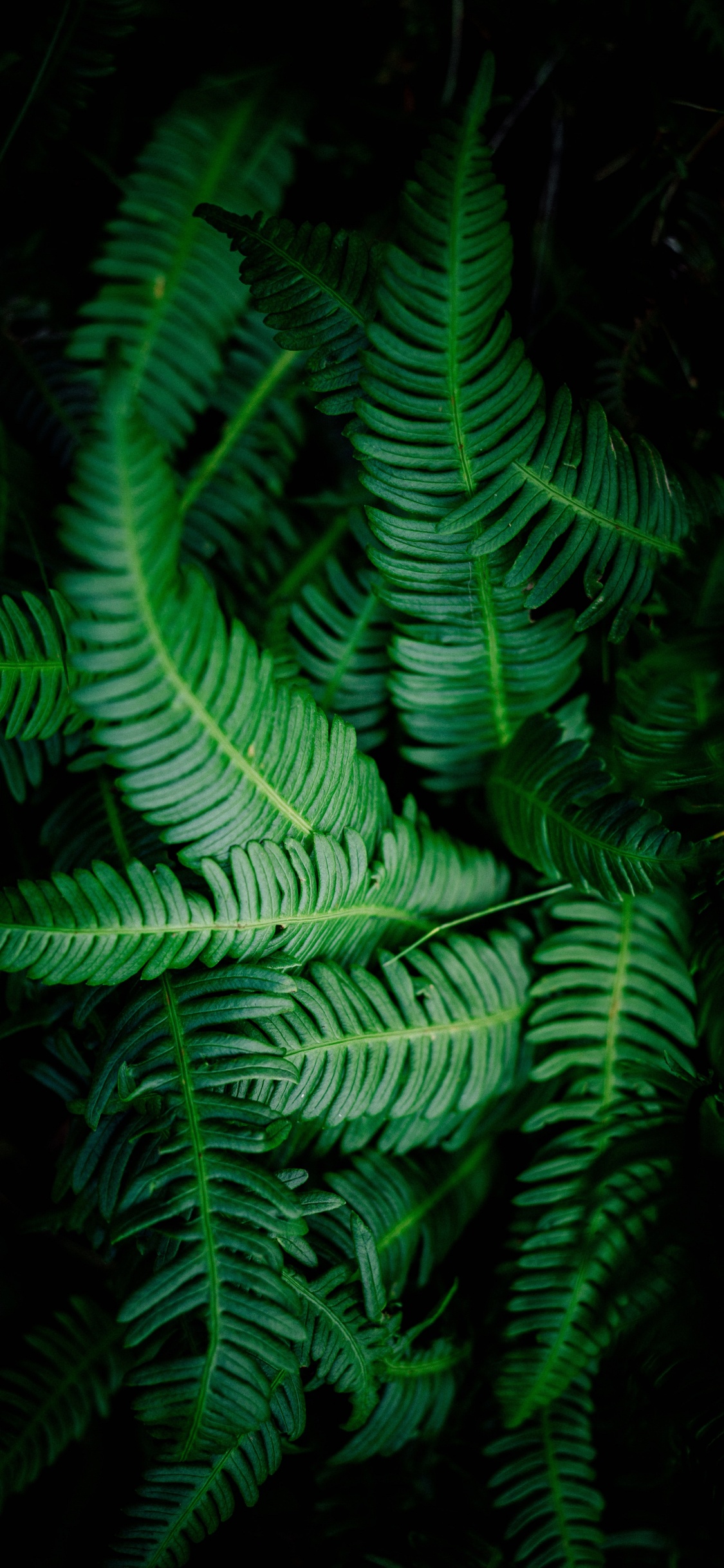 Fern, Terrestrial Plant, Green, Vegetation, Leaf. Wallpaper in 1125x2436 Resolution