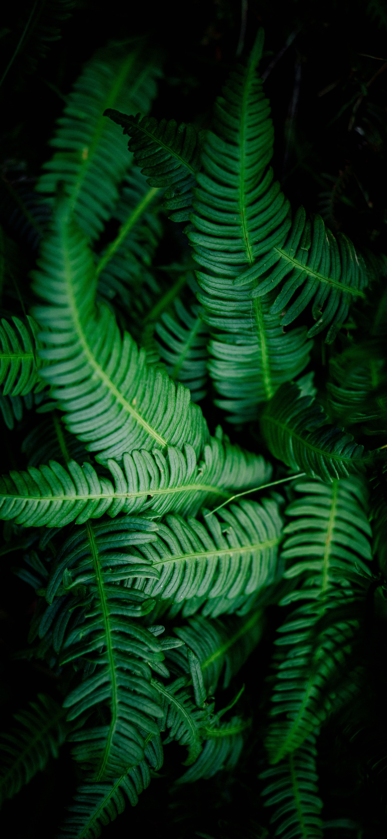 Fern, Terrestrial Plant, Green, Vegetation, Leaf. Wallpaper in 1242x2688 Resolution