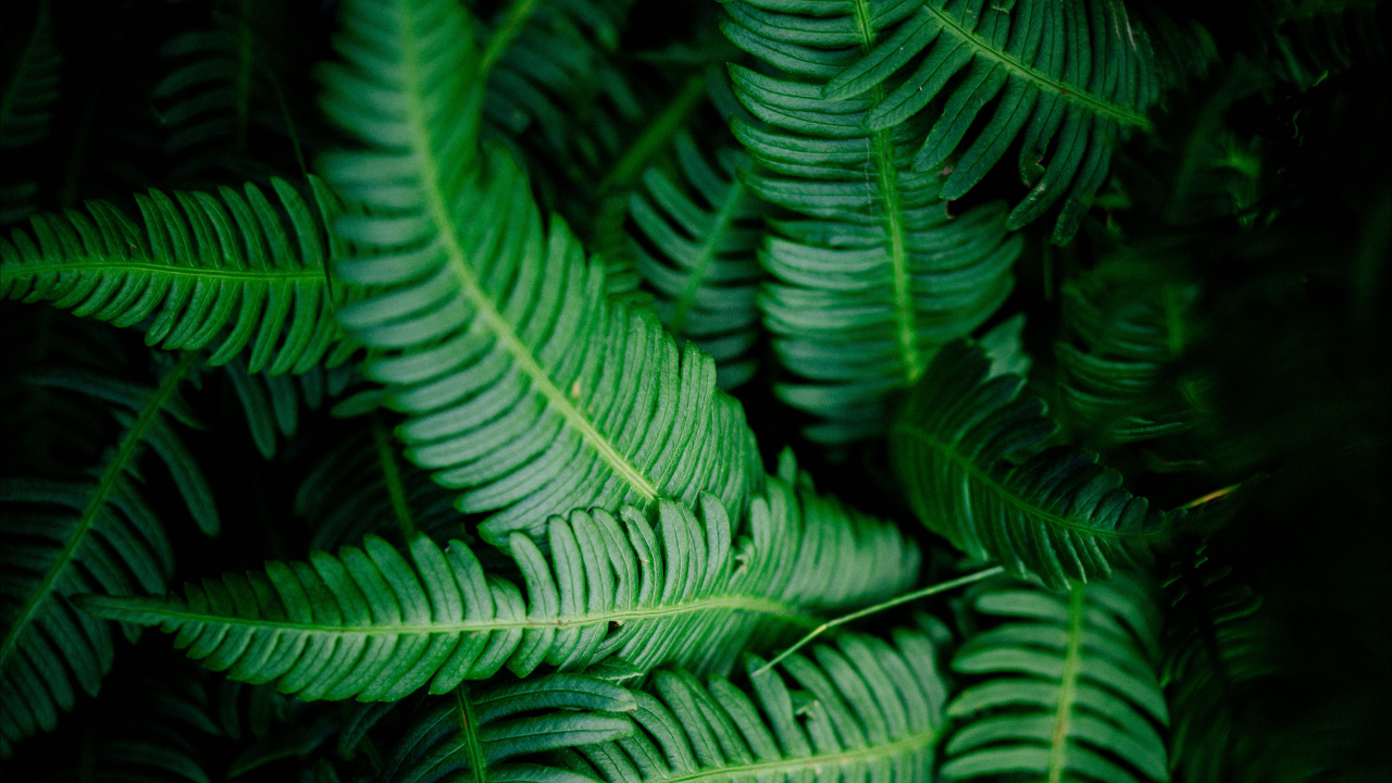 Fern, Terrestrial Plant, Green, Vegetation, Leaf. Wallpaper in 1280x720 Resolution