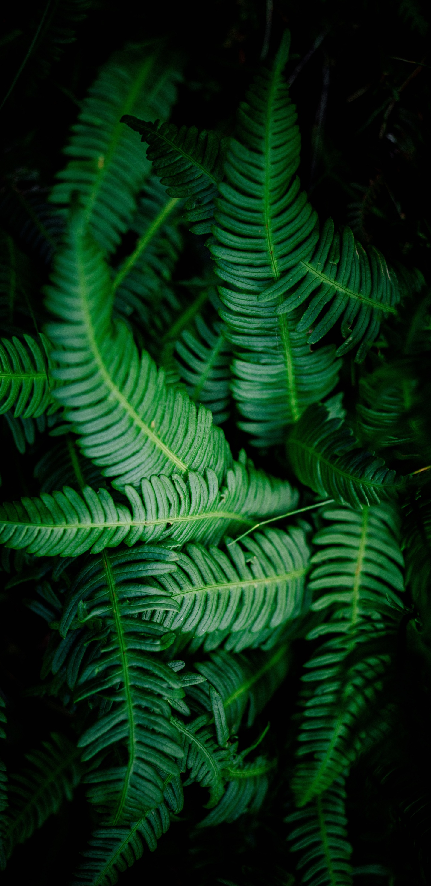 Fern, Terrestrial Plant, Green, Vegetation, Leaf. Wallpaper in 1440x2960 Resolution