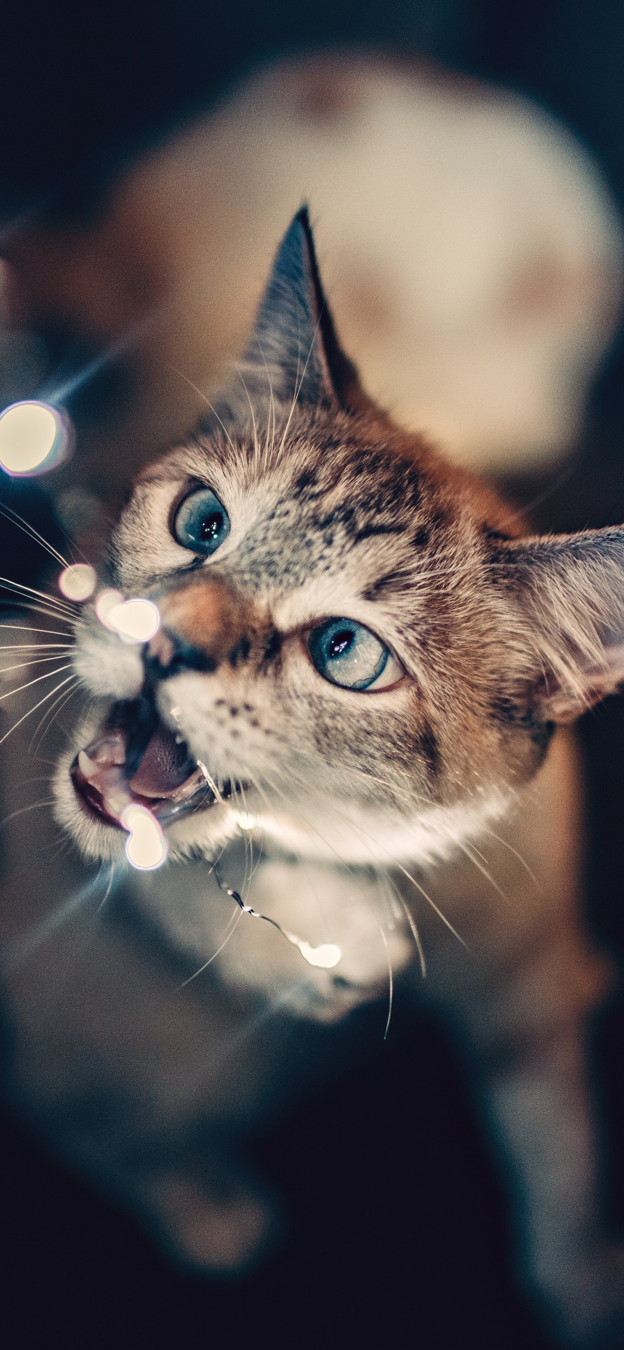 Braun Getigerte Katze Mit Blauen Augen. Wallpaper in 1242x2688 Resolution