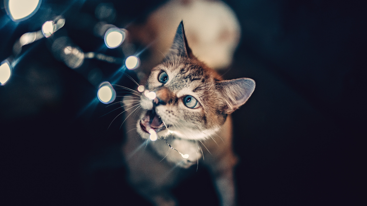 Braun Getigerte Katze Mit Blauen Augen. Wallpaper in 1280x720 Resolution