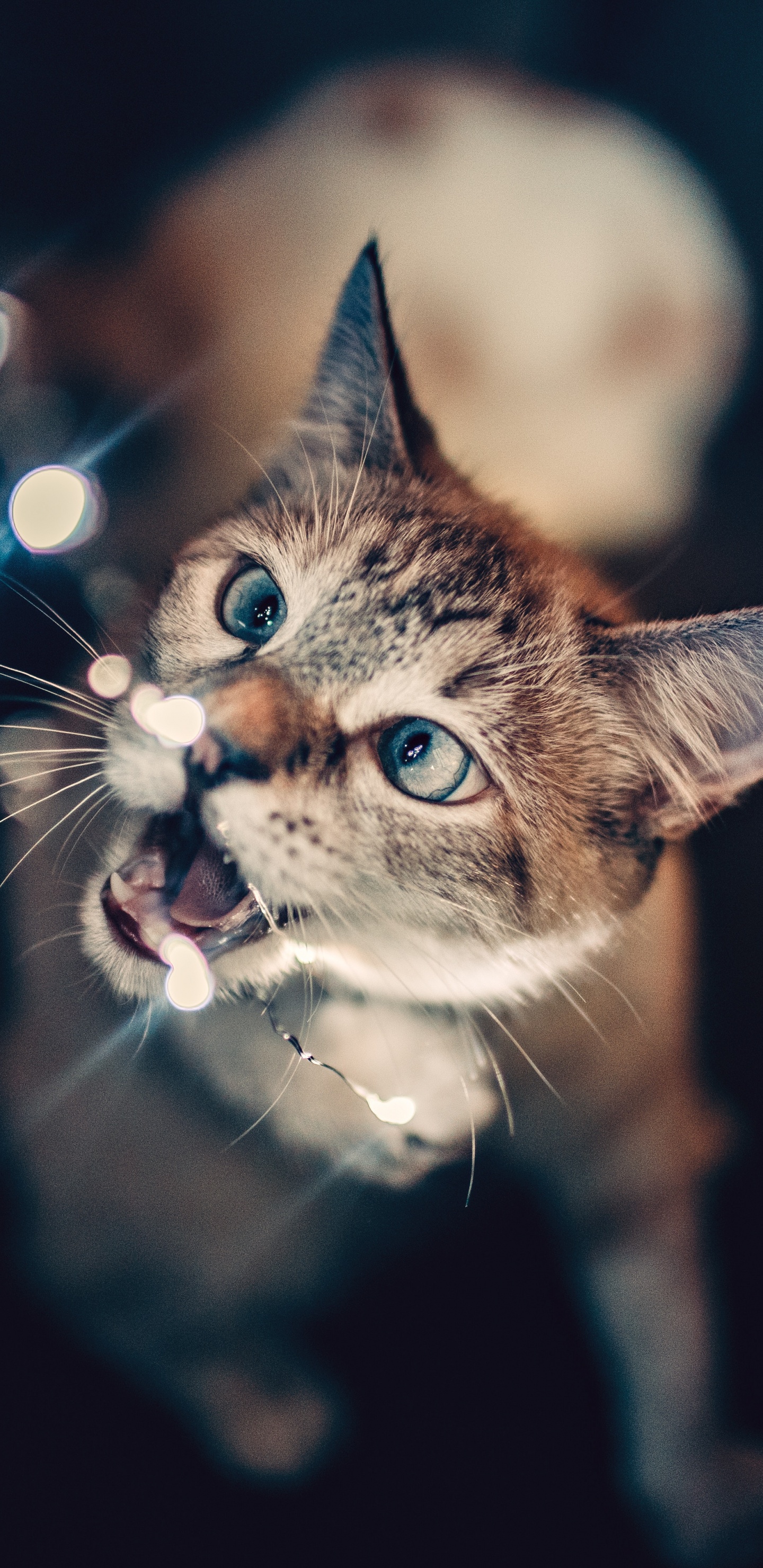 Brown Tabby Cat With Blue Eyes. Wallpaper in 1440x2960 Resolution