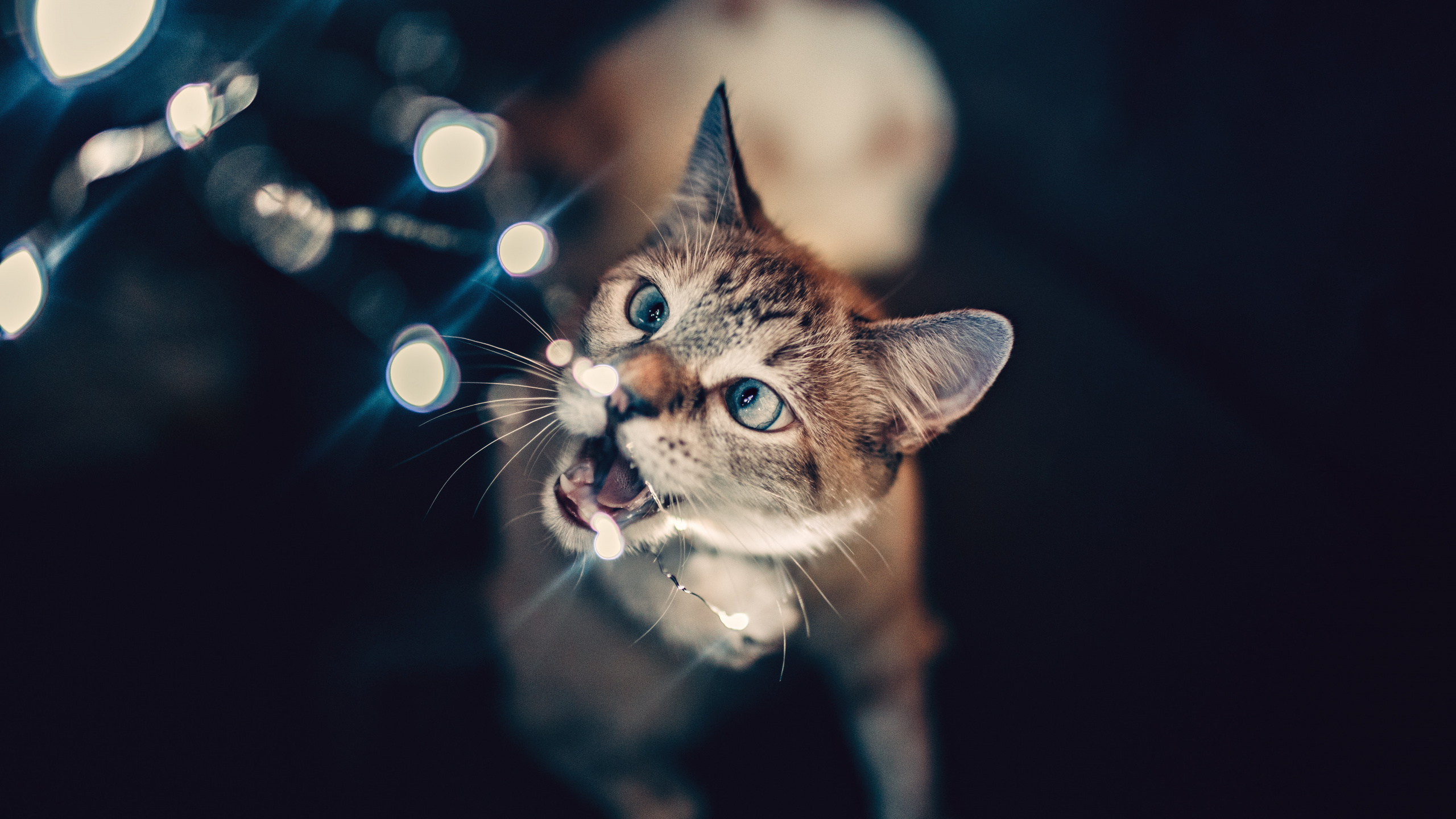 Brown Tabby Cat With Blue Eyes. Wallpaper in 2560x1440 Resolution