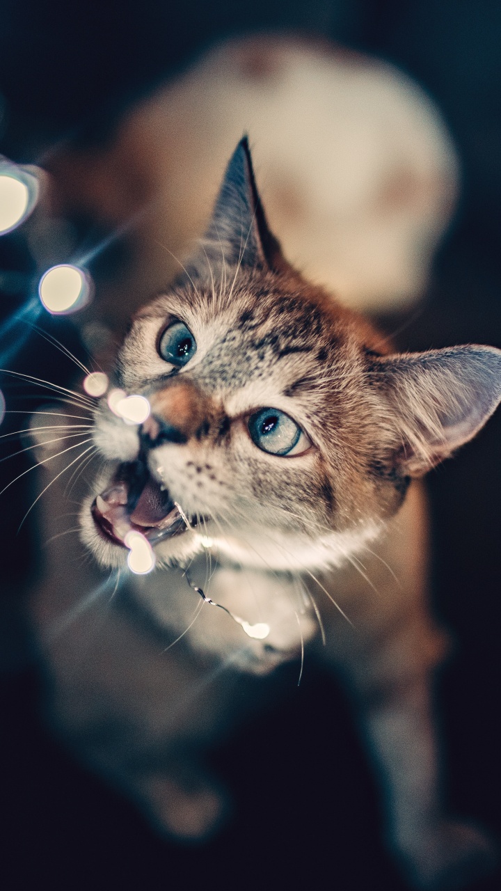 Download 720x1280 Wallpaper Brown Tabby Cat With Blue Eyes Brown Tabby Cat With Blue Eyes. Wallpaper in 720x1280 Resolution