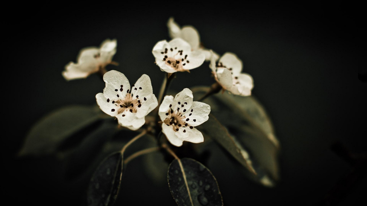 Flores Blancas Con Hojas Verdes. Wallpaper in 1280x720 Resolution
