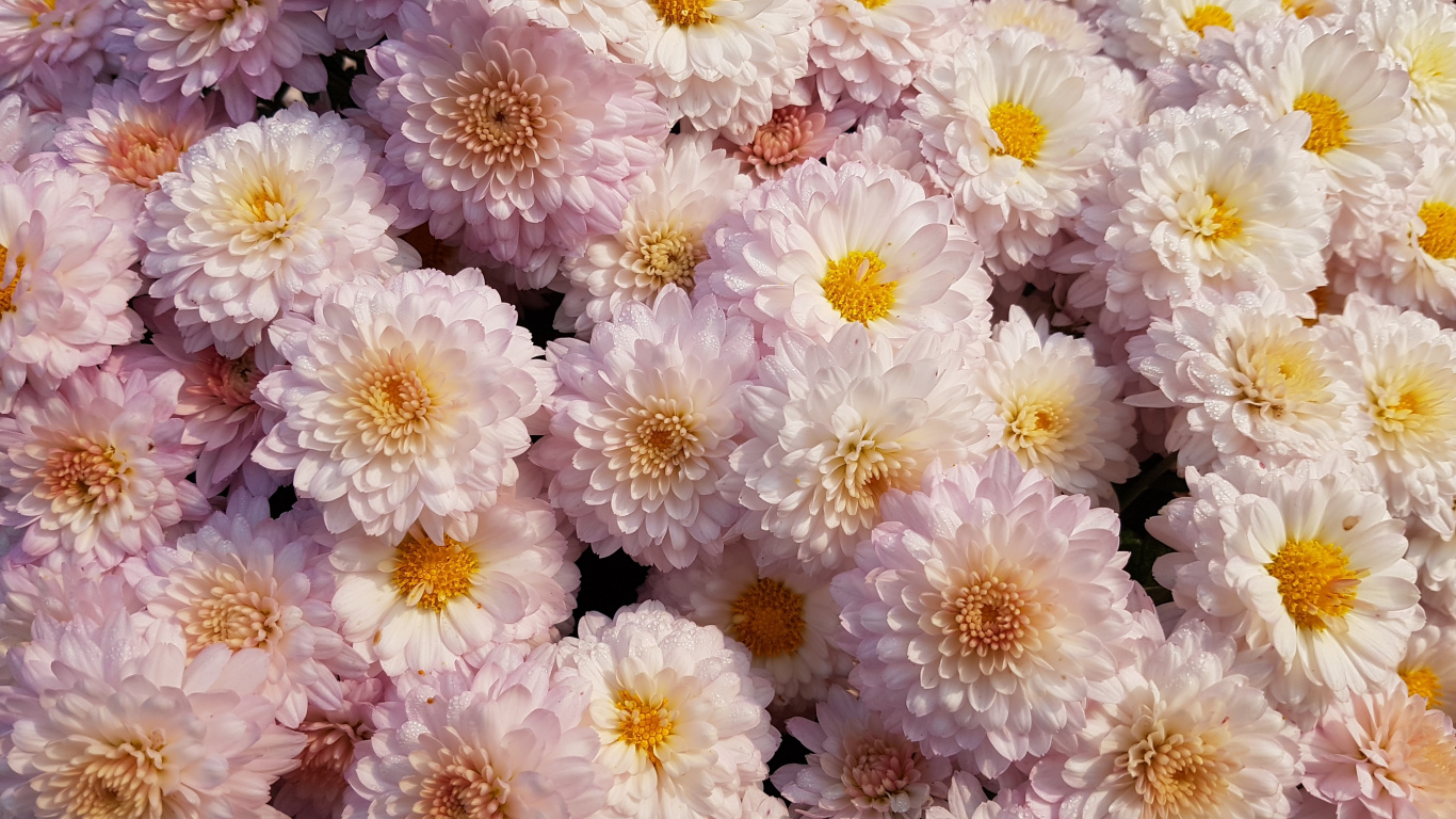 Fleurs Blanches et Violettes en Photographie Rapprochée. Wallpaper in 1366x768 Resolution