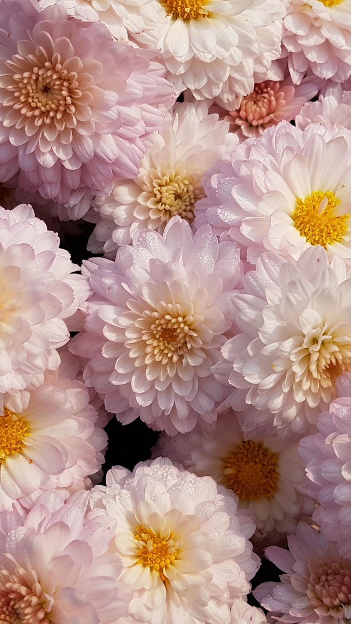 Fleurs Blanches et Violettes en Photographie Rapprochée. Wallpaper in 720x1280 Resolution