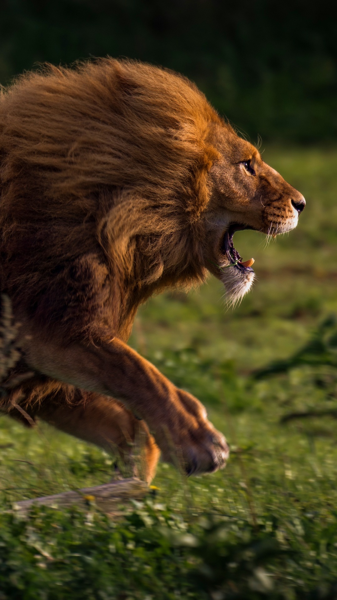 Brown Lion Lying on Green Grass During Daytime. Wallpaper in 1080x1920 Resolution