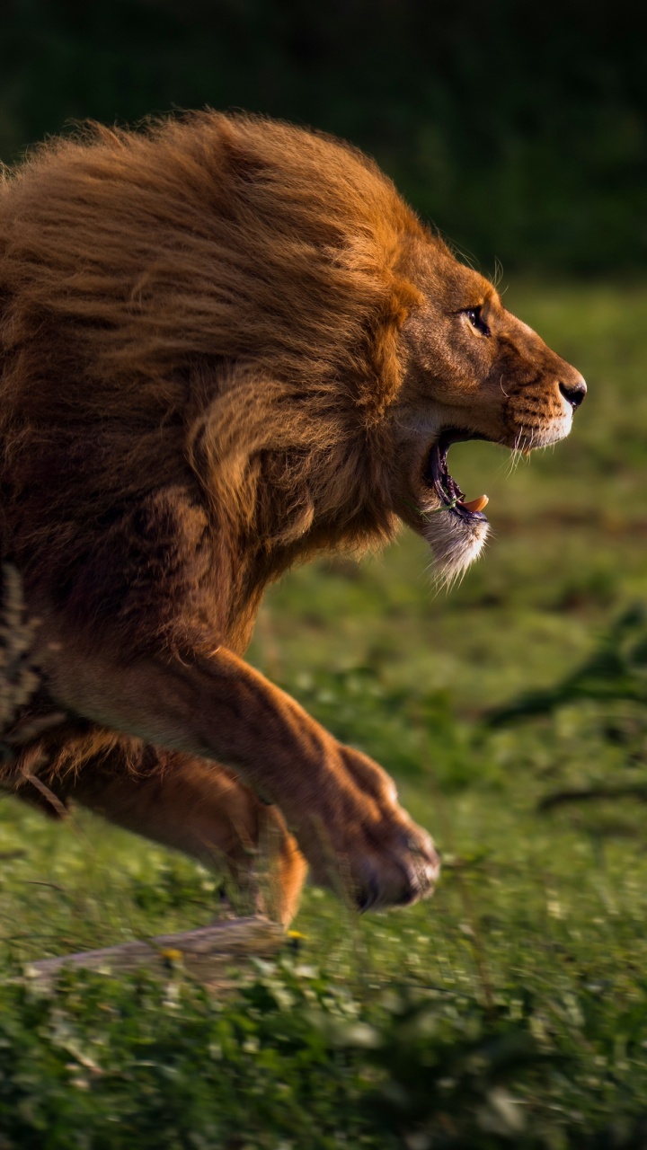Brown Lion Lying on Green Grass During Daytime. Wallpaper in 720x1280 Resolution