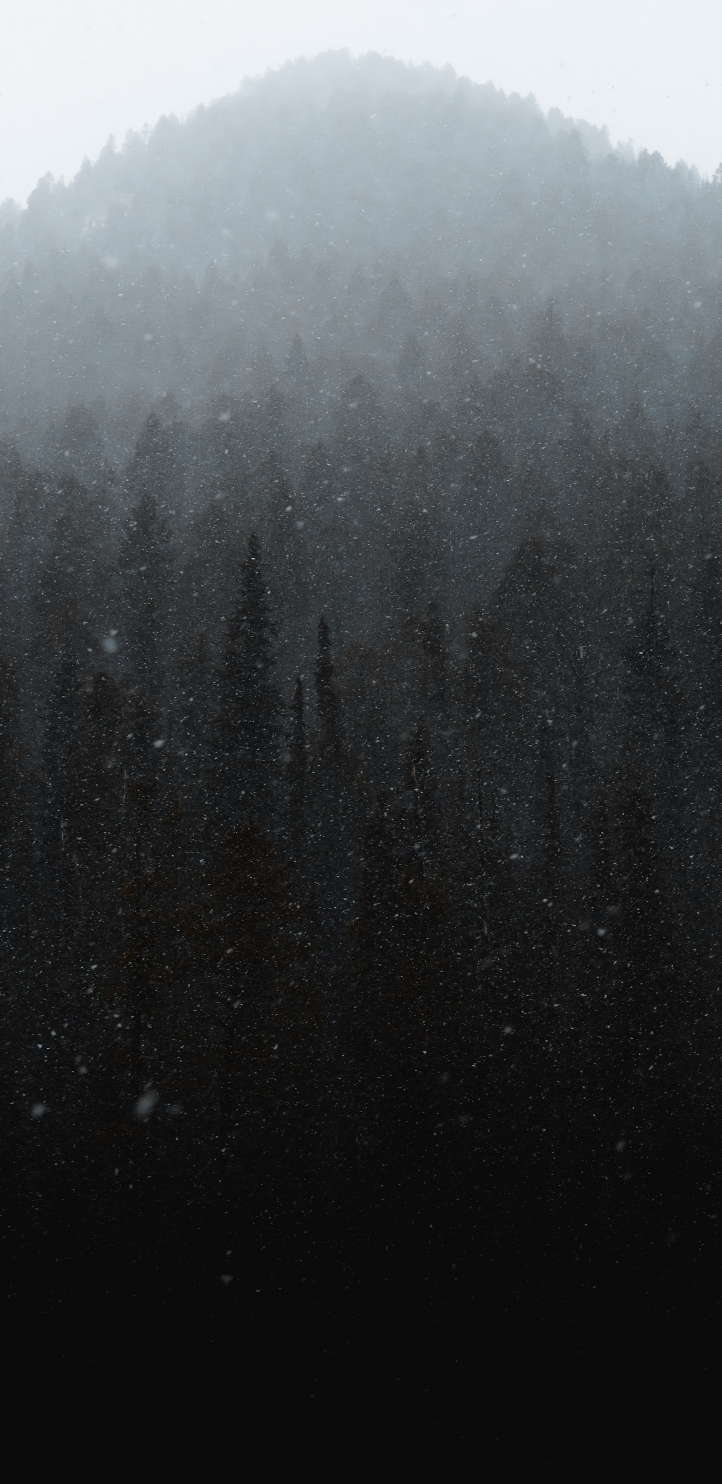 Mist, Winter, Black, Fog, Drizzle. Wallpaper in 1440x2960 Resolution