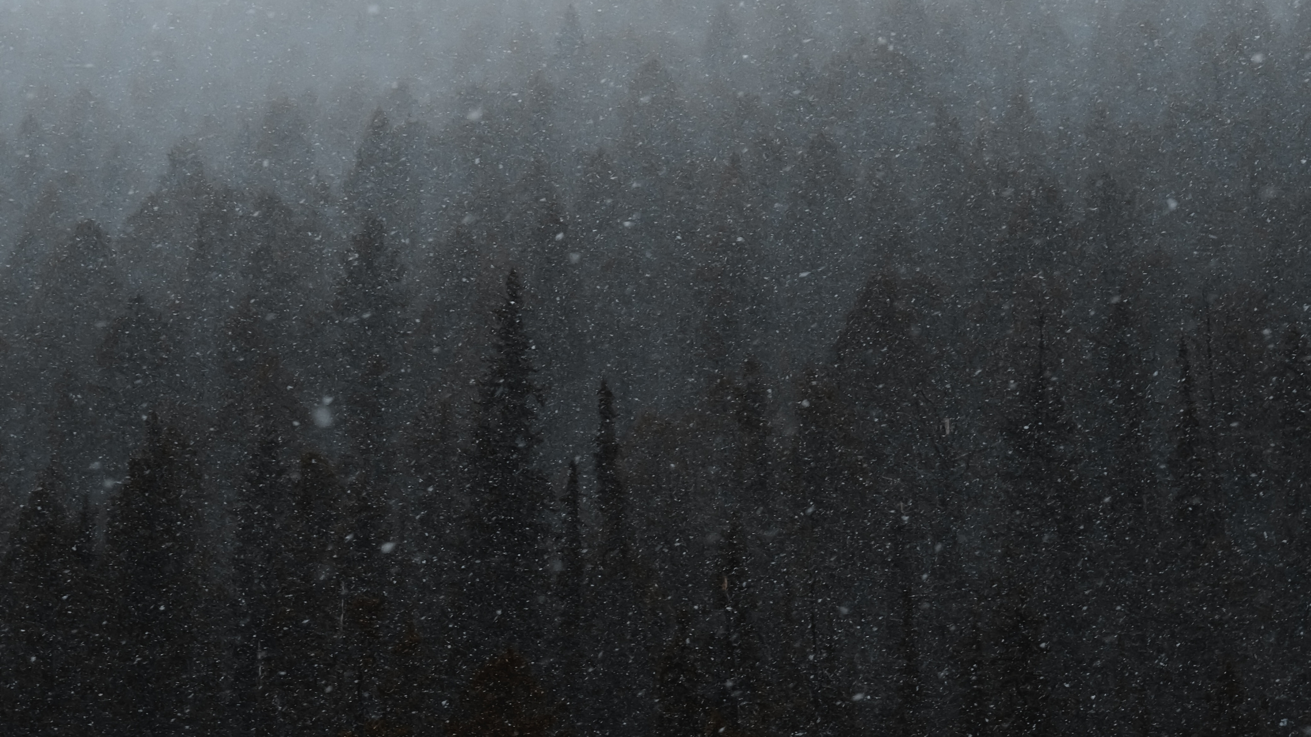 Mist, Winter, Black, Fog, Drizzle. Wallpaper in 2560x1440 Resolution