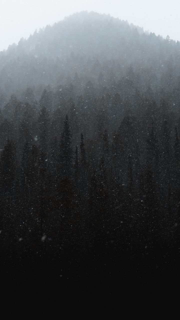 Mist, Winter, Black, Fog, Drizzle. Wallpaper in 720x1280 Resolution