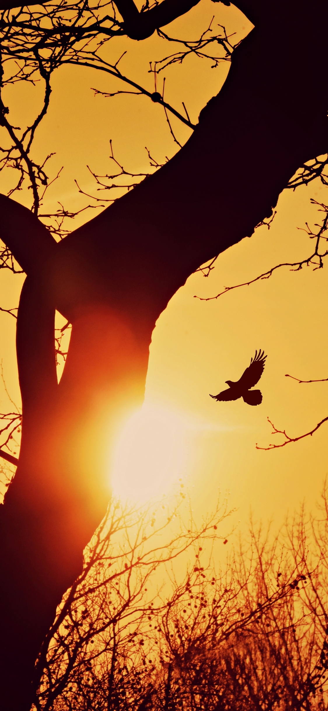 Sunset, Silhouette, Branch, Tree, Nature. Wallpaper in 1125x2436 Resolution