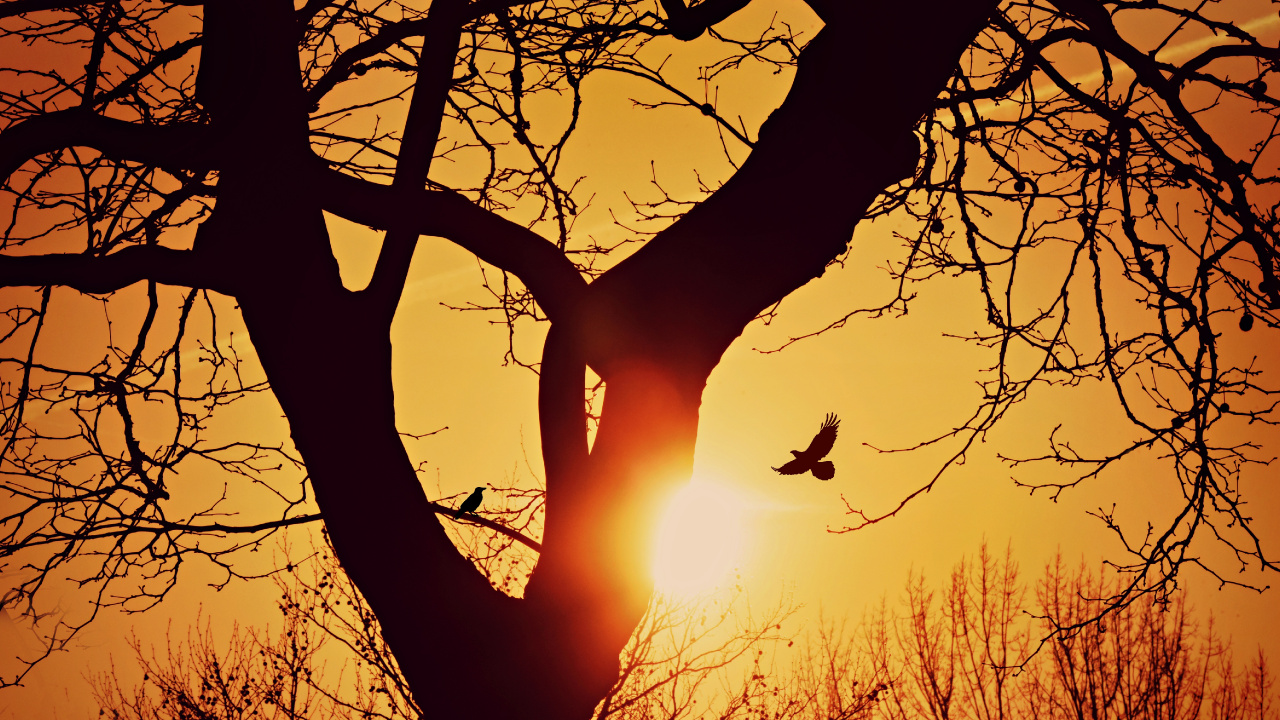 Sunset, Silhouette, Branch, Tree, Nature. Wallpaper in 1280x720 Resolution