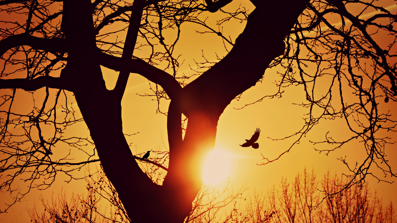 Sunset, Silhouette, Branch, Tree, Nature. Wallpaper in 1366x768 Resolution