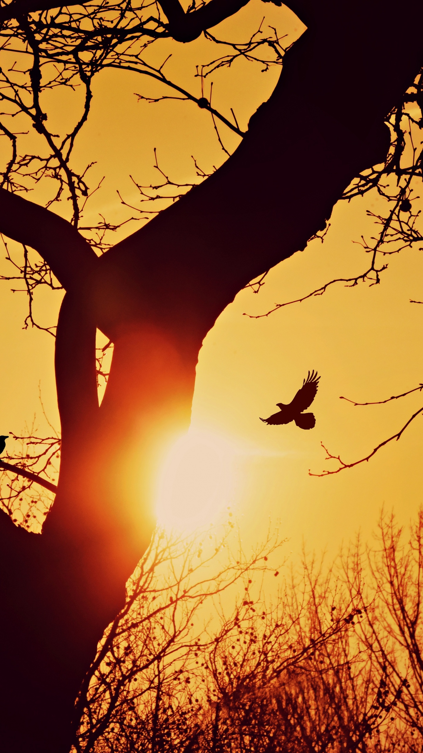 Sunset, Silhouette, Branch, Tree, Nature. Wallpaper in 1440x2560 Resolution