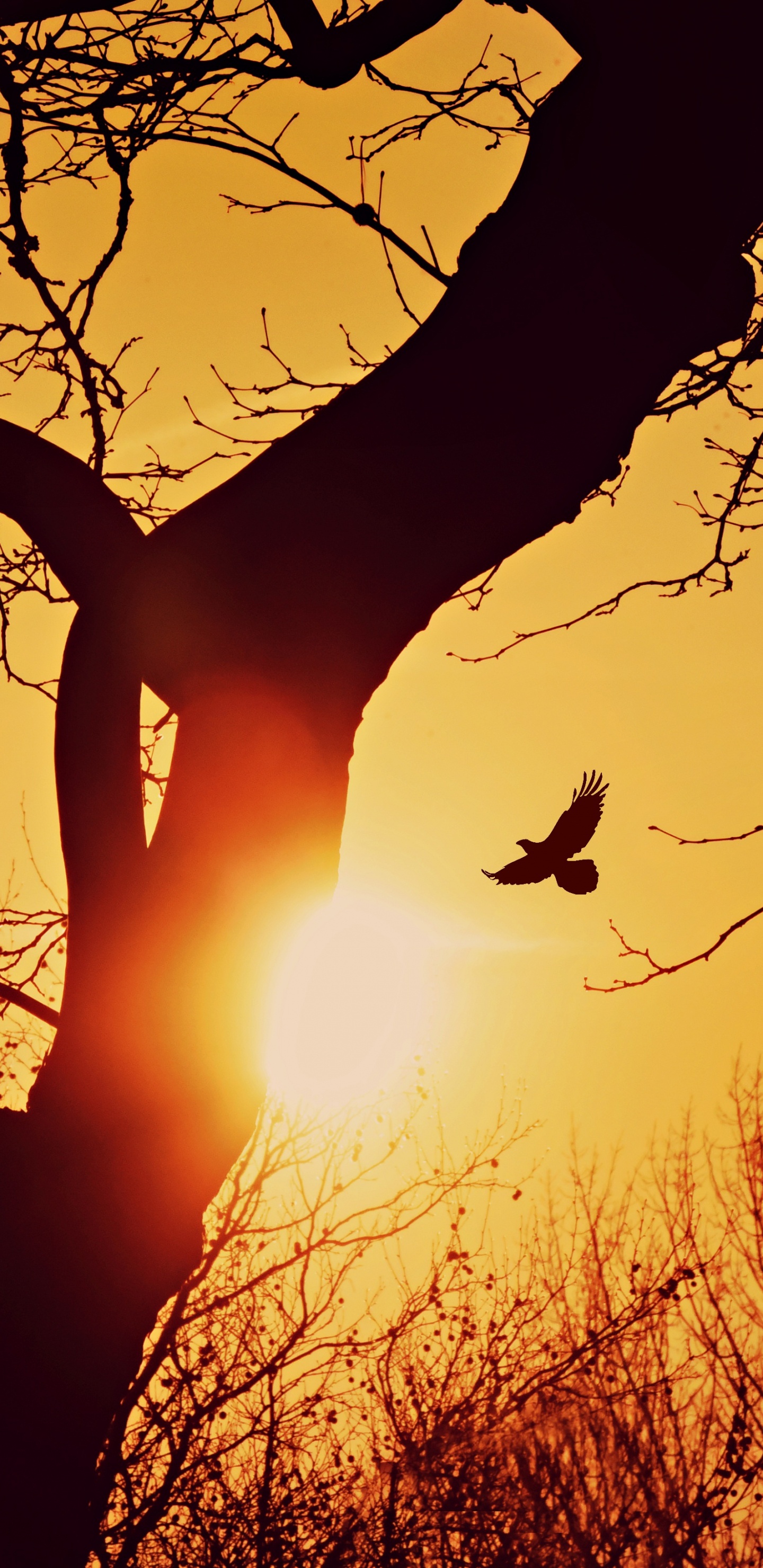 Sunset, Silhouette, Branch, Tree, Nature. Wallpaper in 1440x2960 Resolution