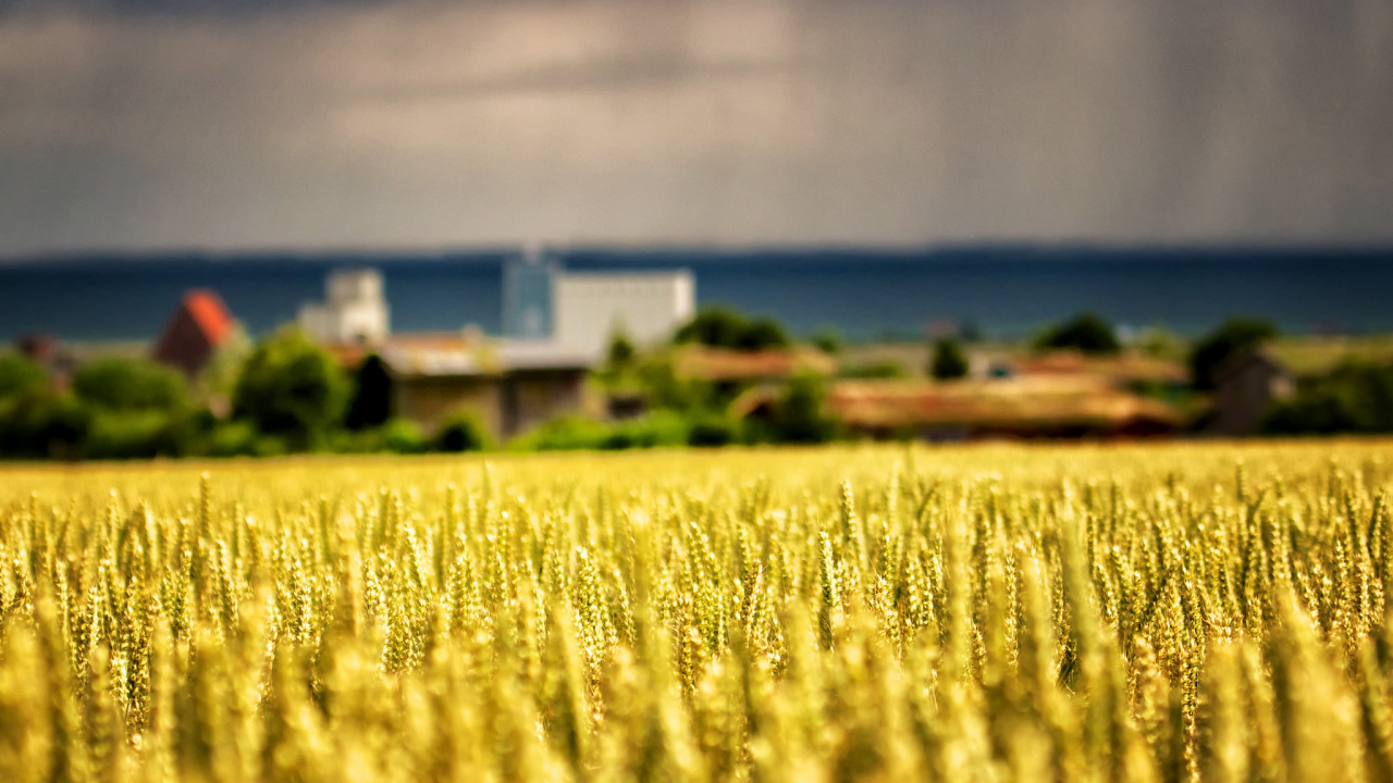 Yellow Flower Field Near Body of Water During Daytime. Wallpaper in 1280x720 Resolution