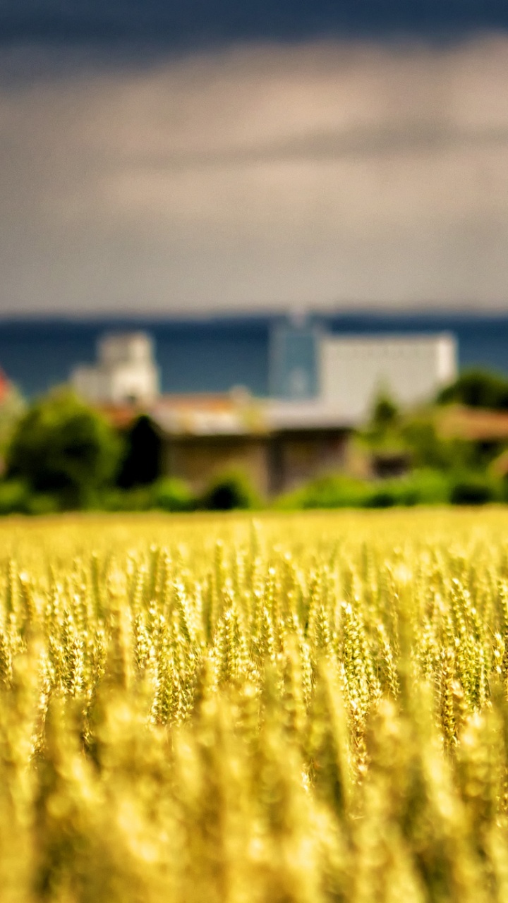Yellow Flower Field Near Body of Water During Daytime. Wallpaper in 720x1280 Resolution