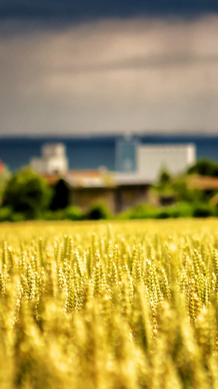 Yellow Flower Field Near Body of Water During Daytime. Wallpaper in 750x1334 Resolution