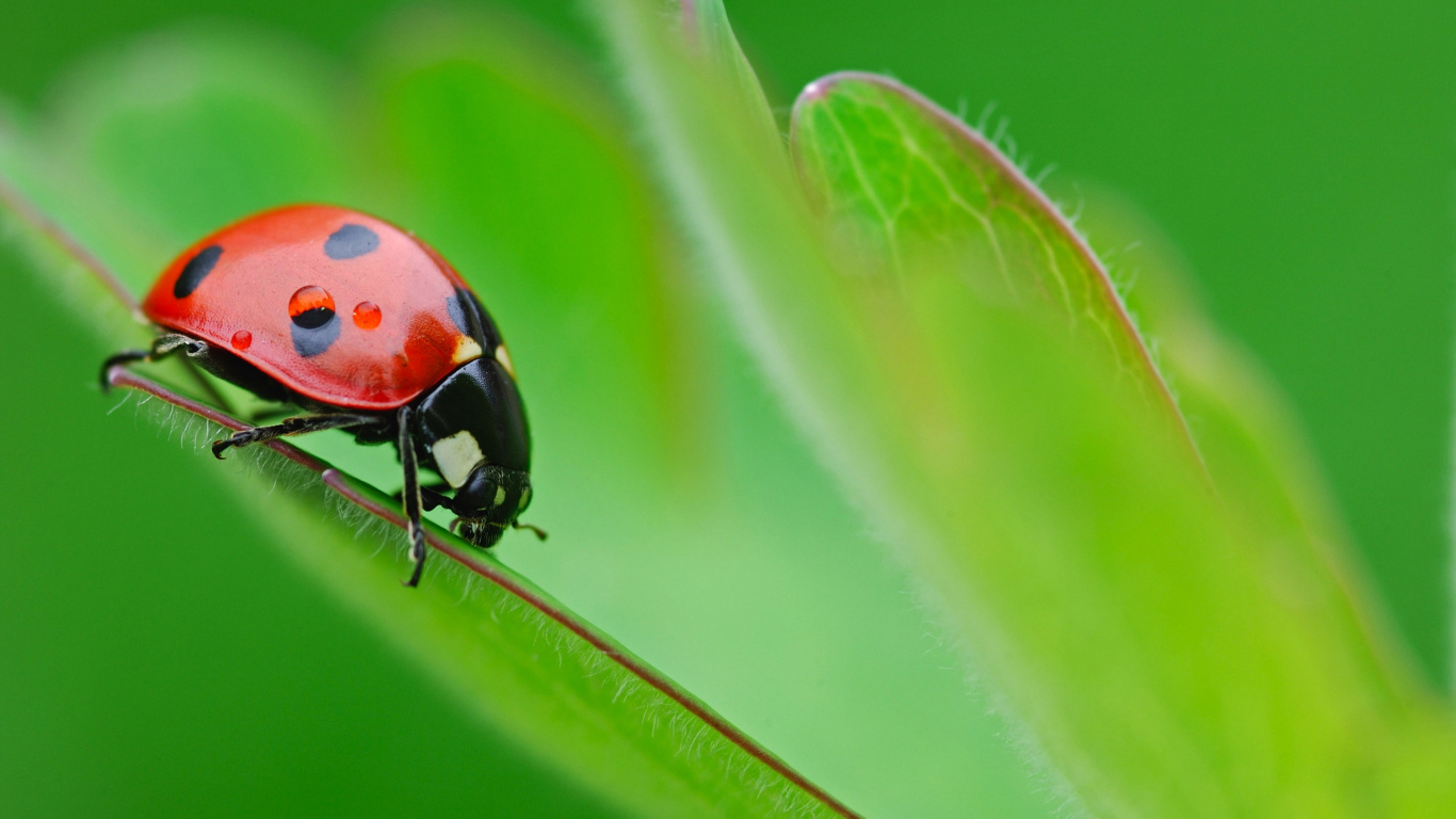 Mariquita Roja y Negra en Hoja Verde. Wallpaper in 1366x768 Resolution