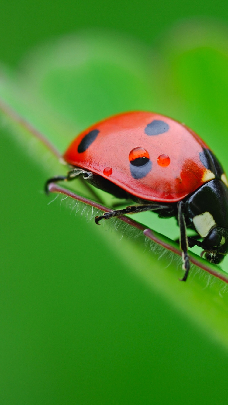 Coccinelle Rouge et Noire Sur Feuille Verte. Wallpaper in 750x1334 Resolution