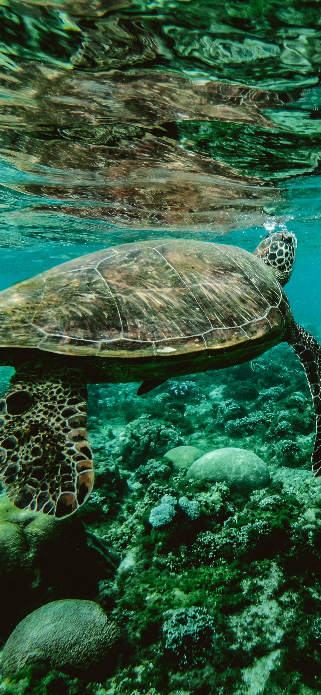 乌龟, 大海, S海龟, 水下, 海洋生物学 壁纸 1125x2436 允许