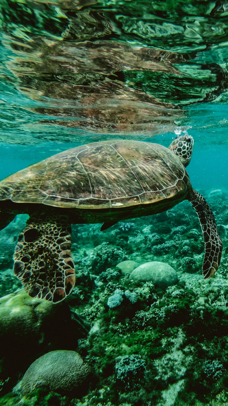 乌龟, 大海, S海龟, 水下, 海洋生物学 壁纸 750x1334 允许