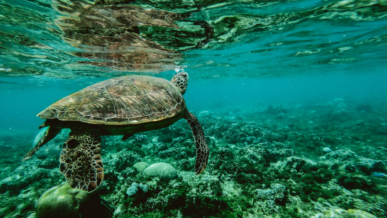 Braune Schildkröte Tagsüber im Wasser. Wallpaper in 1280x720 Resolution