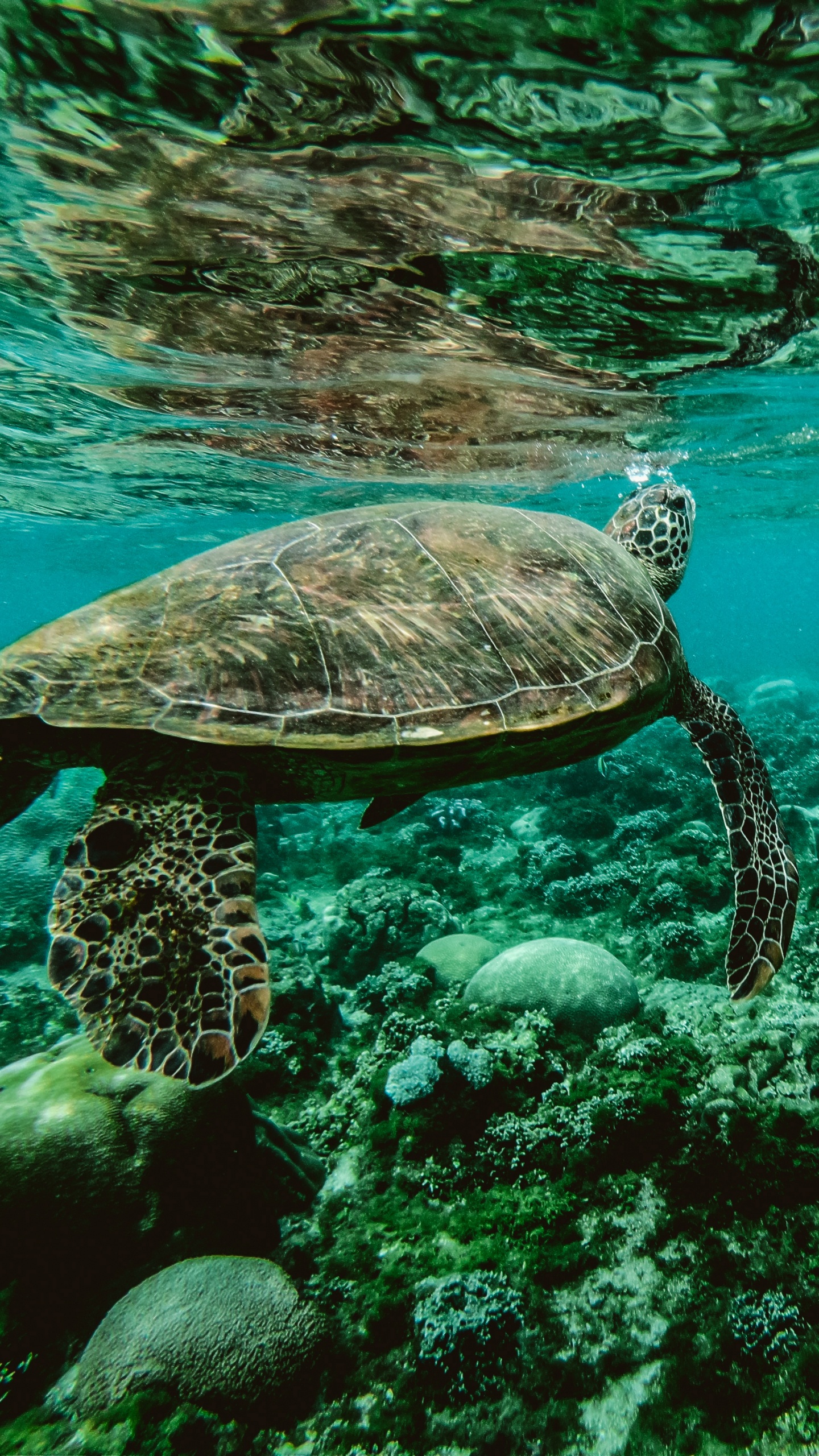 Braune Schildkröte Tagsüber im Wasser. Wallpaper in 1440x2560 Resolution