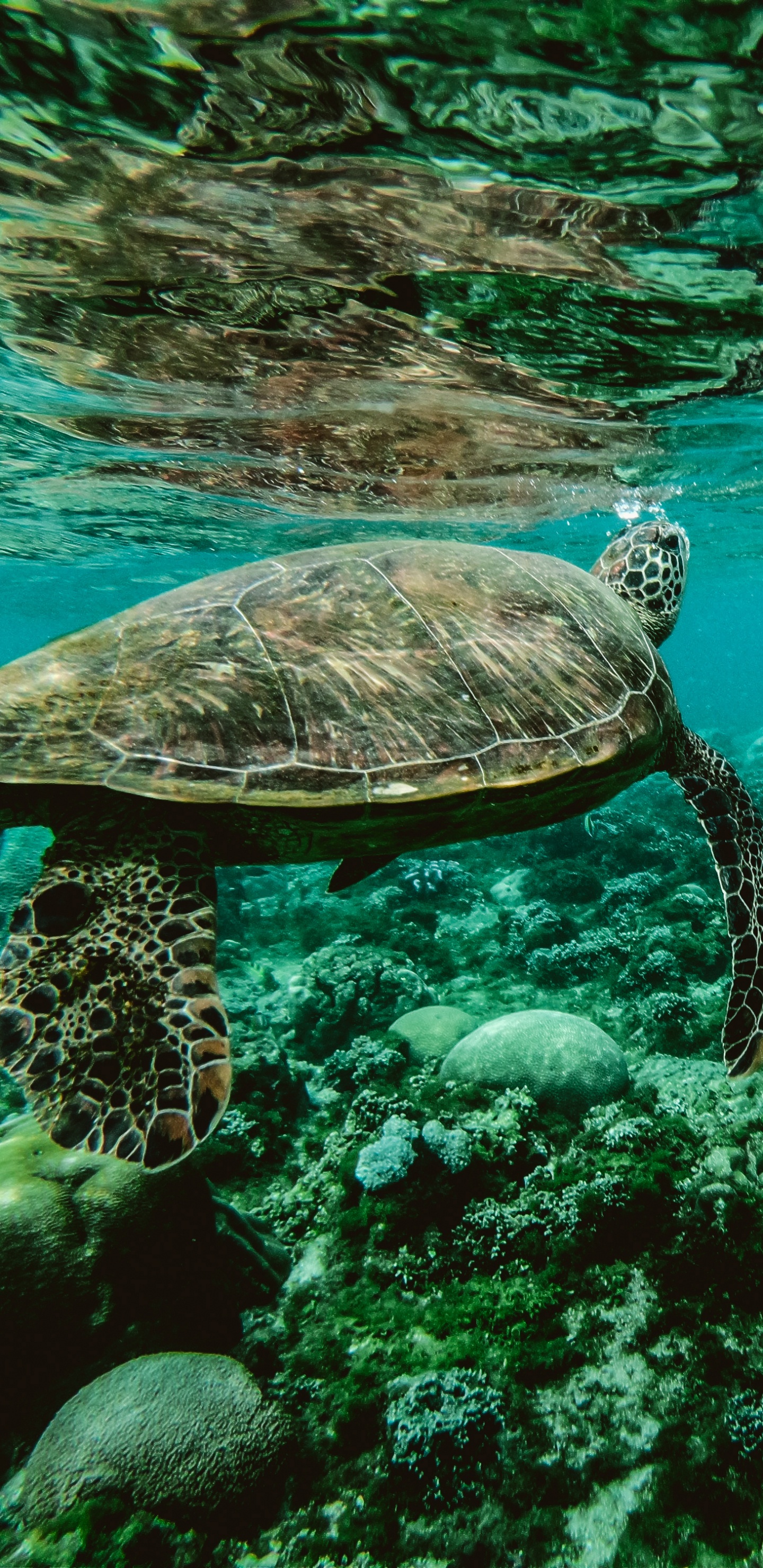 Braune Schildkröte Tagsüber im Wasser. Wallpaper in 1440x2960 Resolution