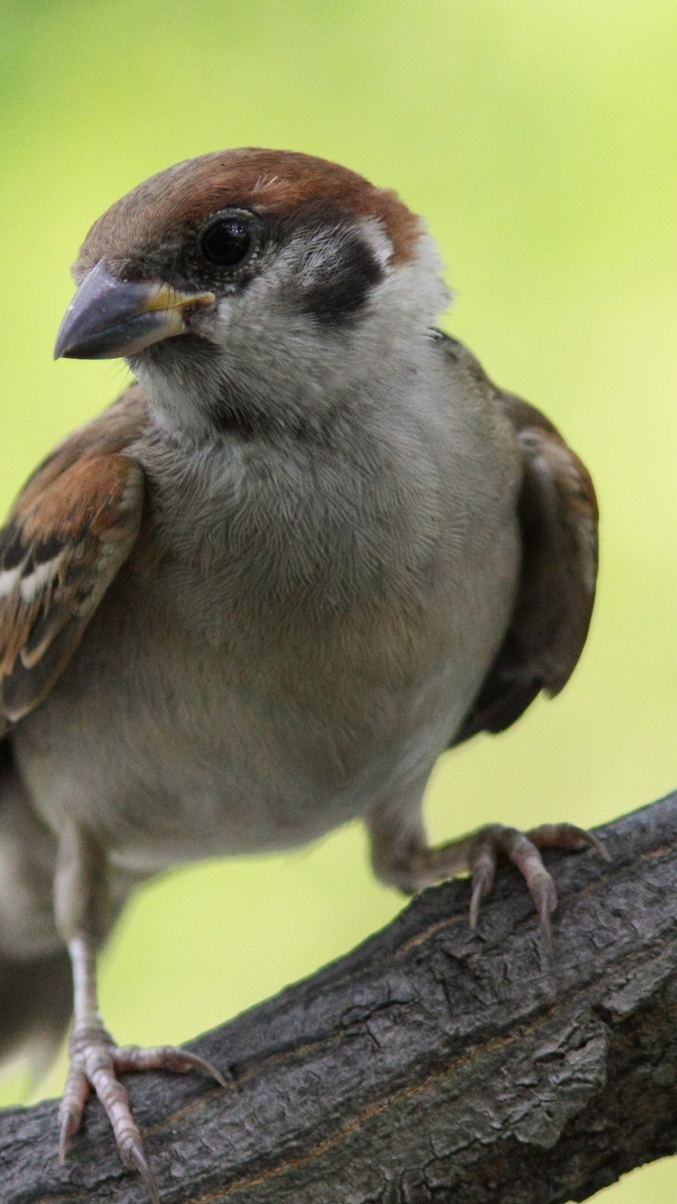 Oiseau Brun et Blanc Sur Une Branche D'arbre Brun Pendant la Journée. Wallpaper in 750x1334 Resolution