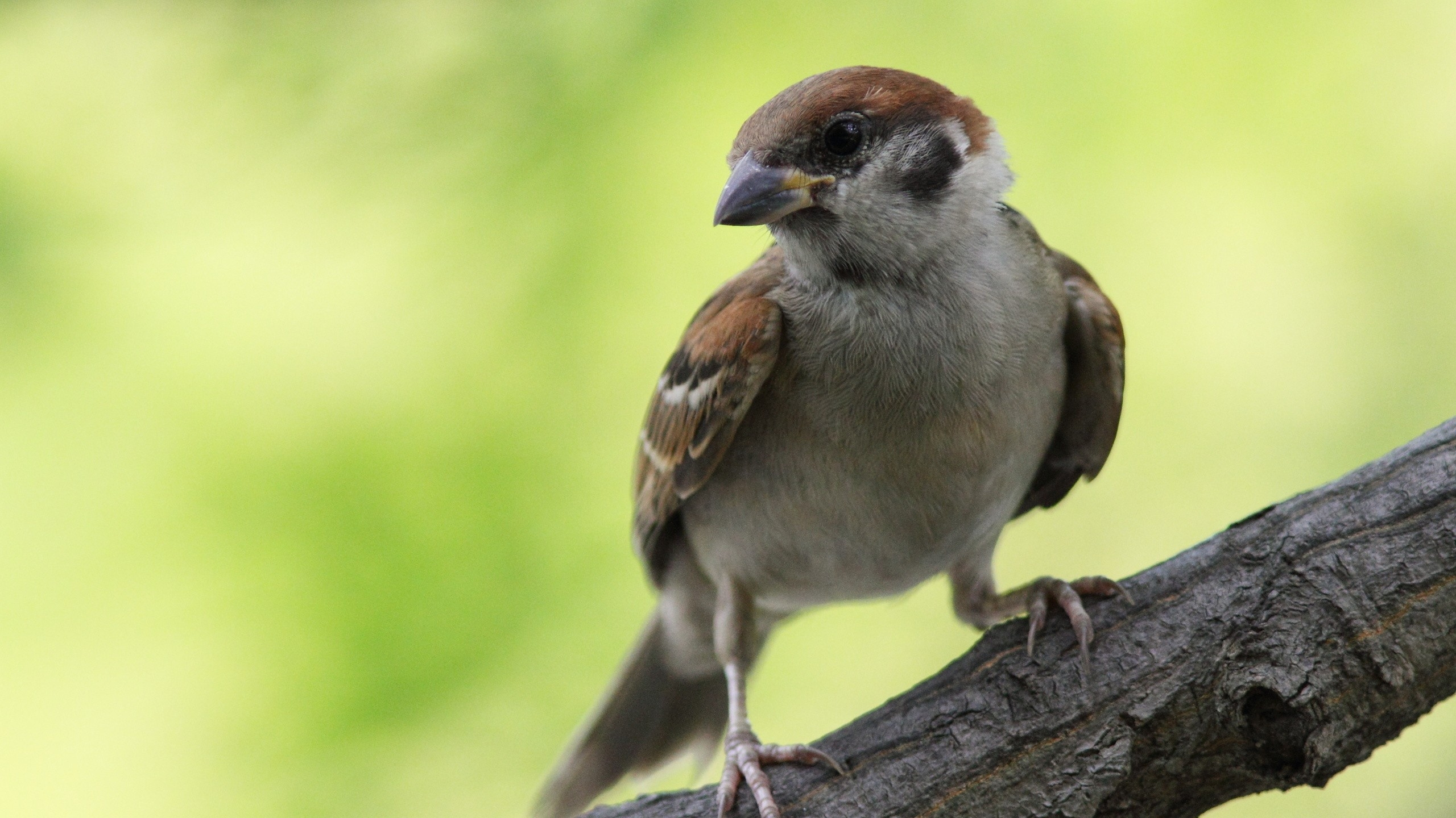 Brown and White Bird on Brown Tree Branch During Daytime. Wallpaper in 2560x1440 Resolution