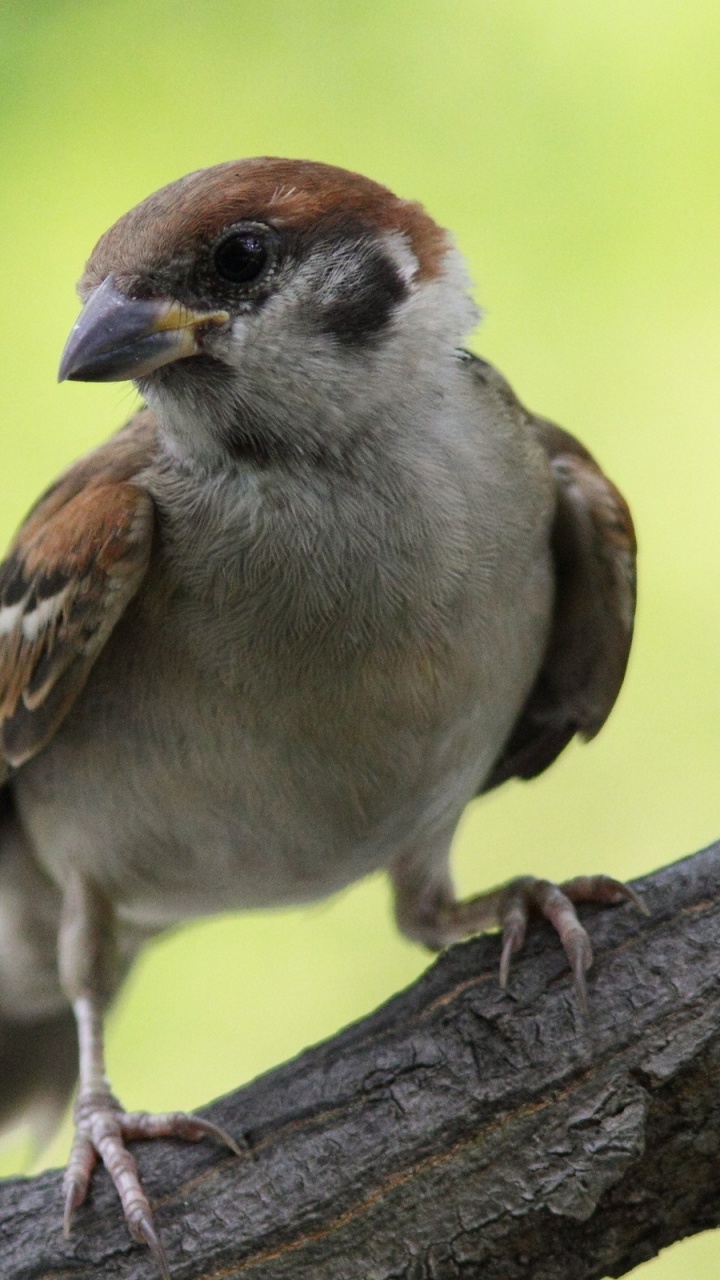 Brown and White Bird on Brown Tree Branch During Daytime. Wallpaper in 720x1280 Resolution