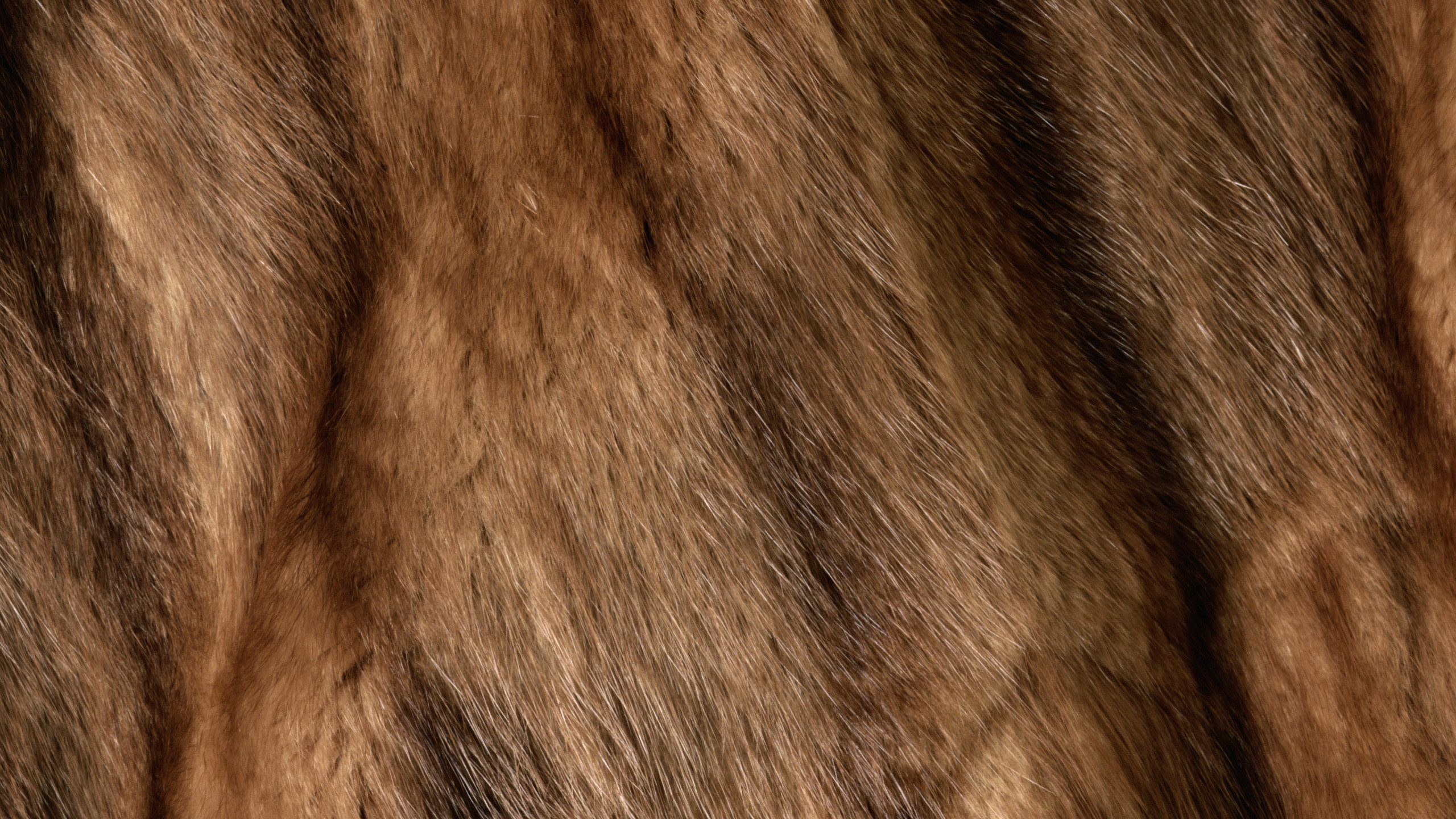 Textile Fourrure Marron et Noir. Wallpaper in 2560x1440 Resolution