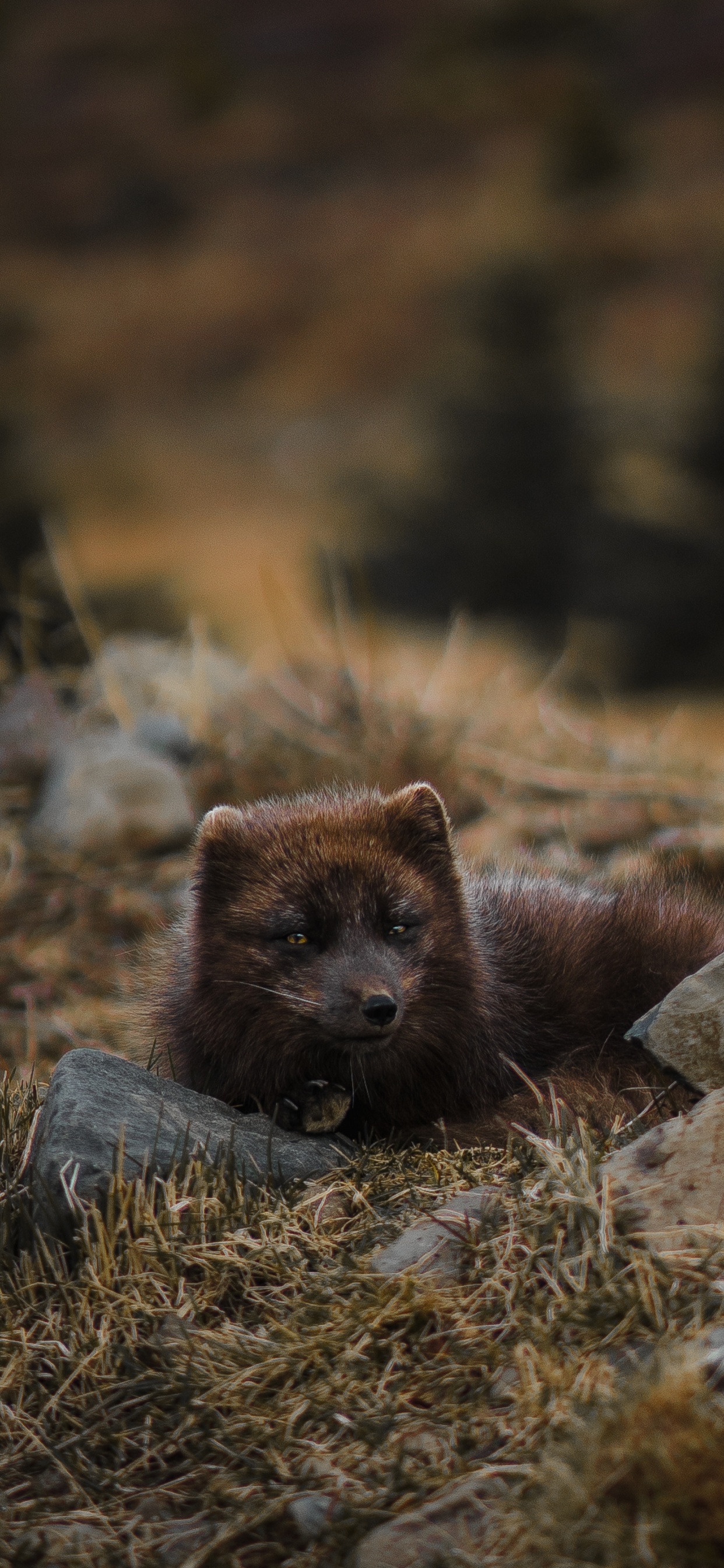 Brown Animal on Gray Rock During Daytime. Wallpaper in 1242x2688 Resolution