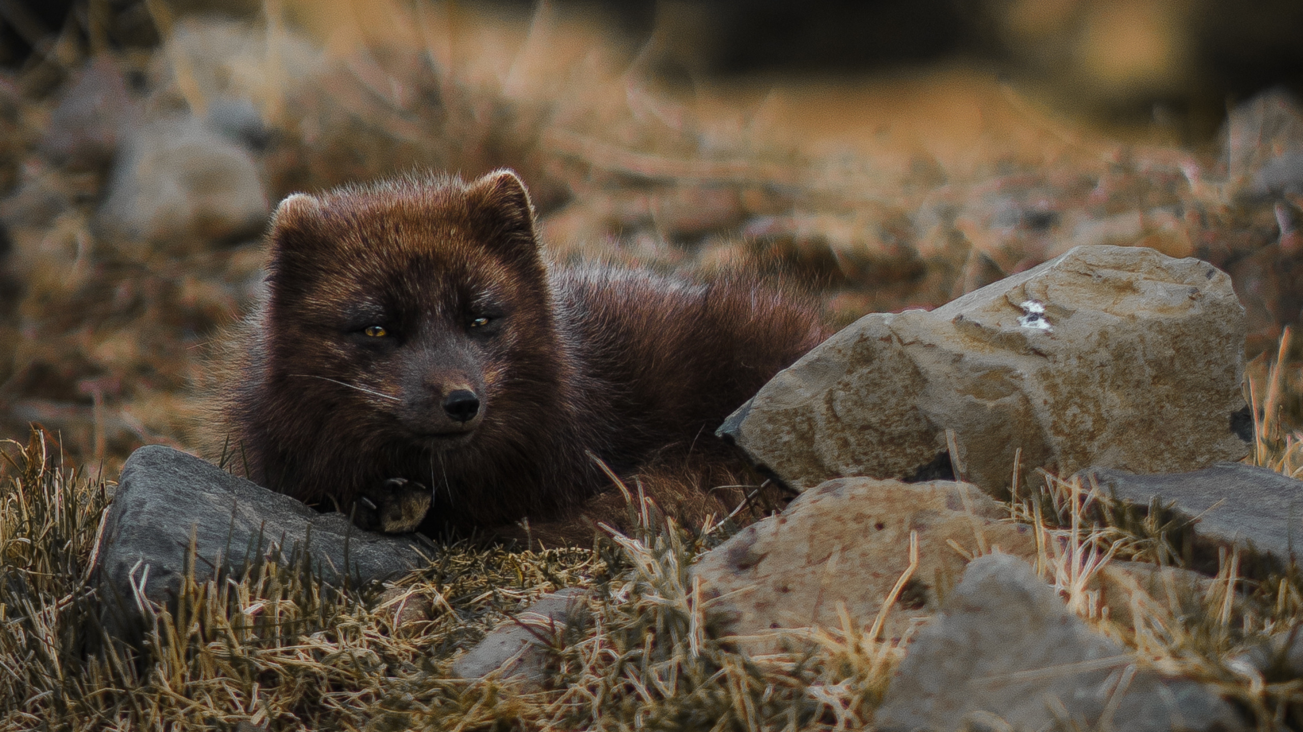 Brown Animal on Gray Rock During Daytime. Wallpaper in 2560x1440 Resolution
